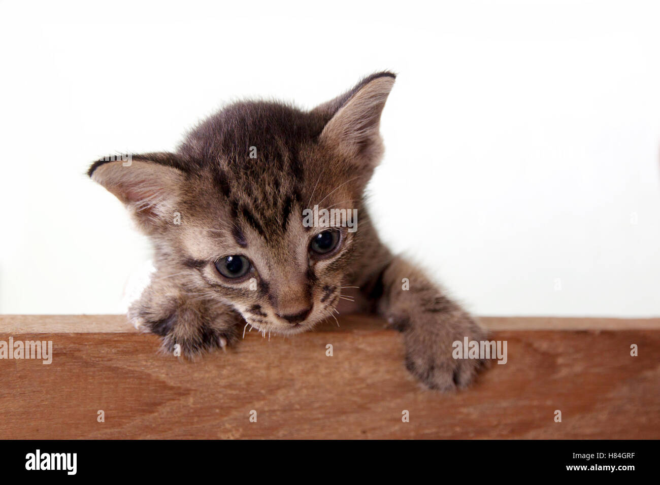 Baby cat in wood side on white background Stock Photo - Alamy