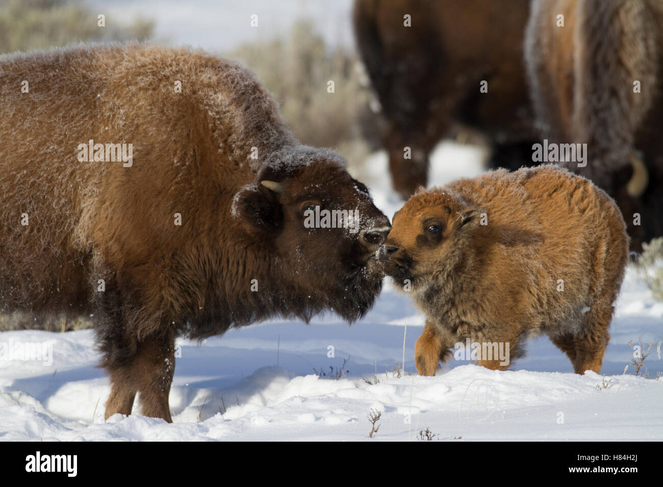American Bison (Bison bison) calf and juvenile in snow, Yellowstone National Park, Montana Stock