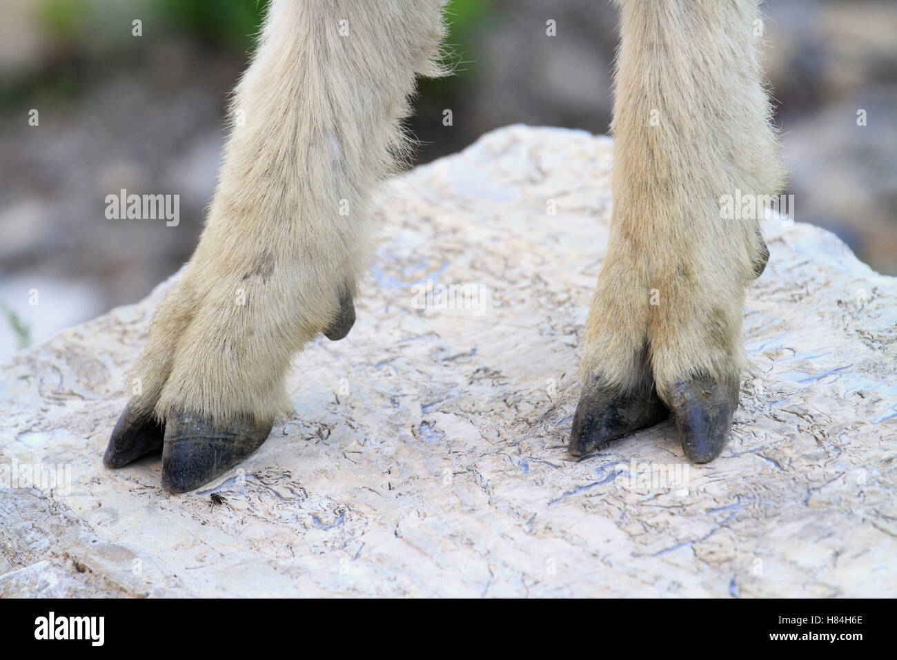 Mountain Goat (Oreamnos americanus) cloven hooves showing dewclaw used for  climbing, Glacier National Park, Montana Stock Photo - Alamy