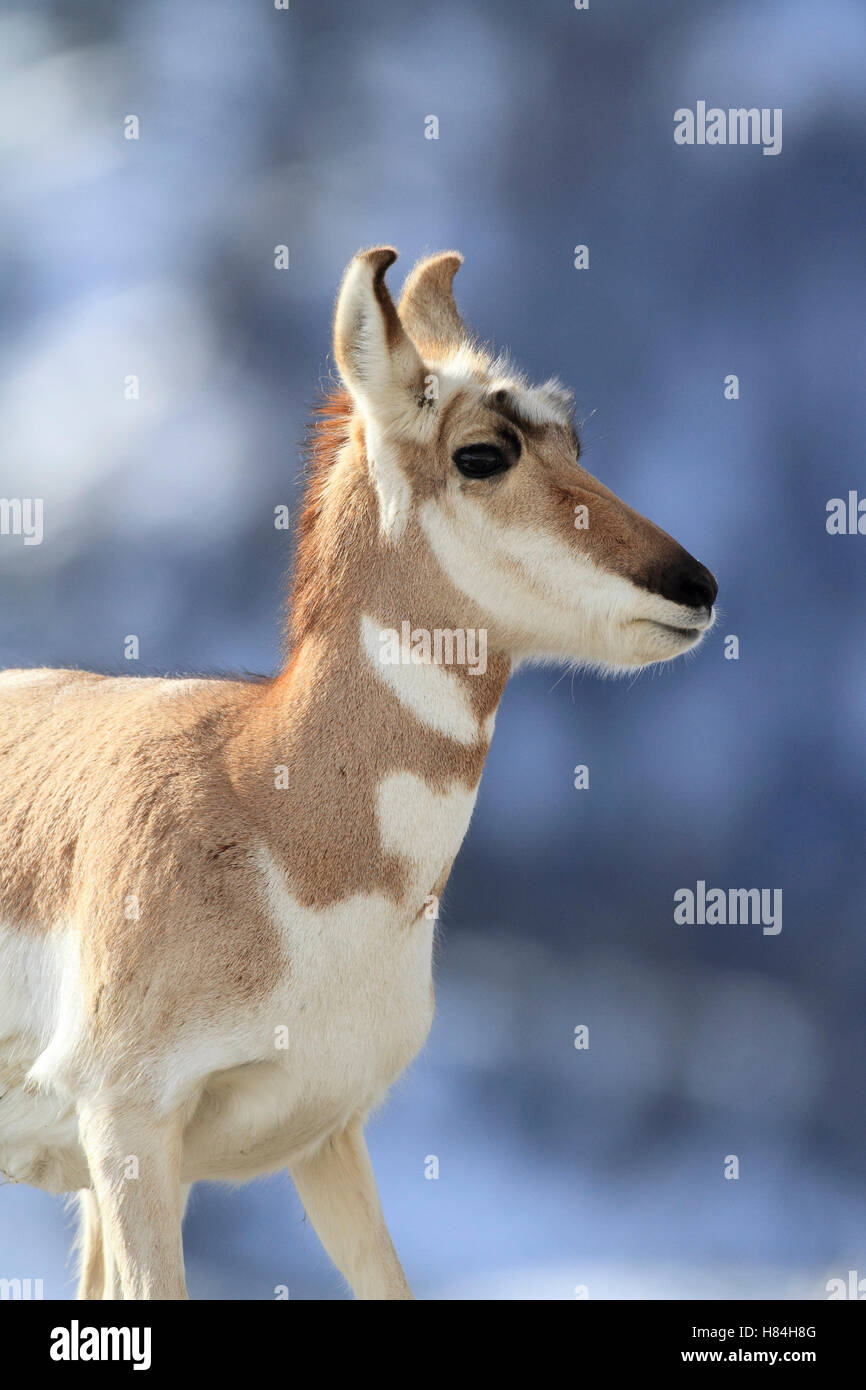 Pronghorn Antelope (Antilocapra americana), Yellowstone National Park