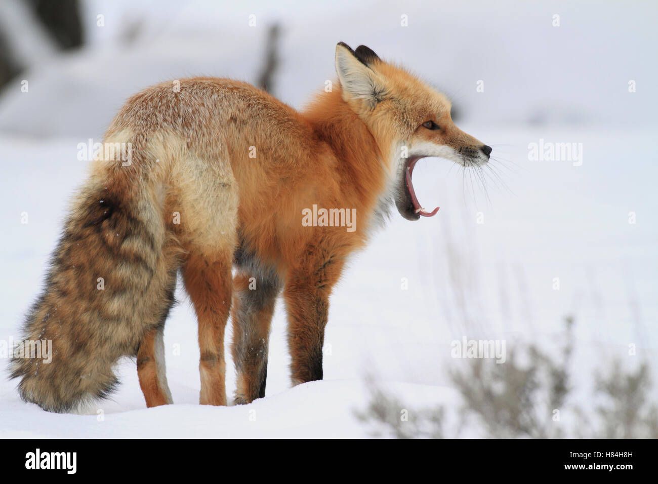 Red Fox (Vulpes vulpes) yawning, Yellowstone National Park, Montana ...