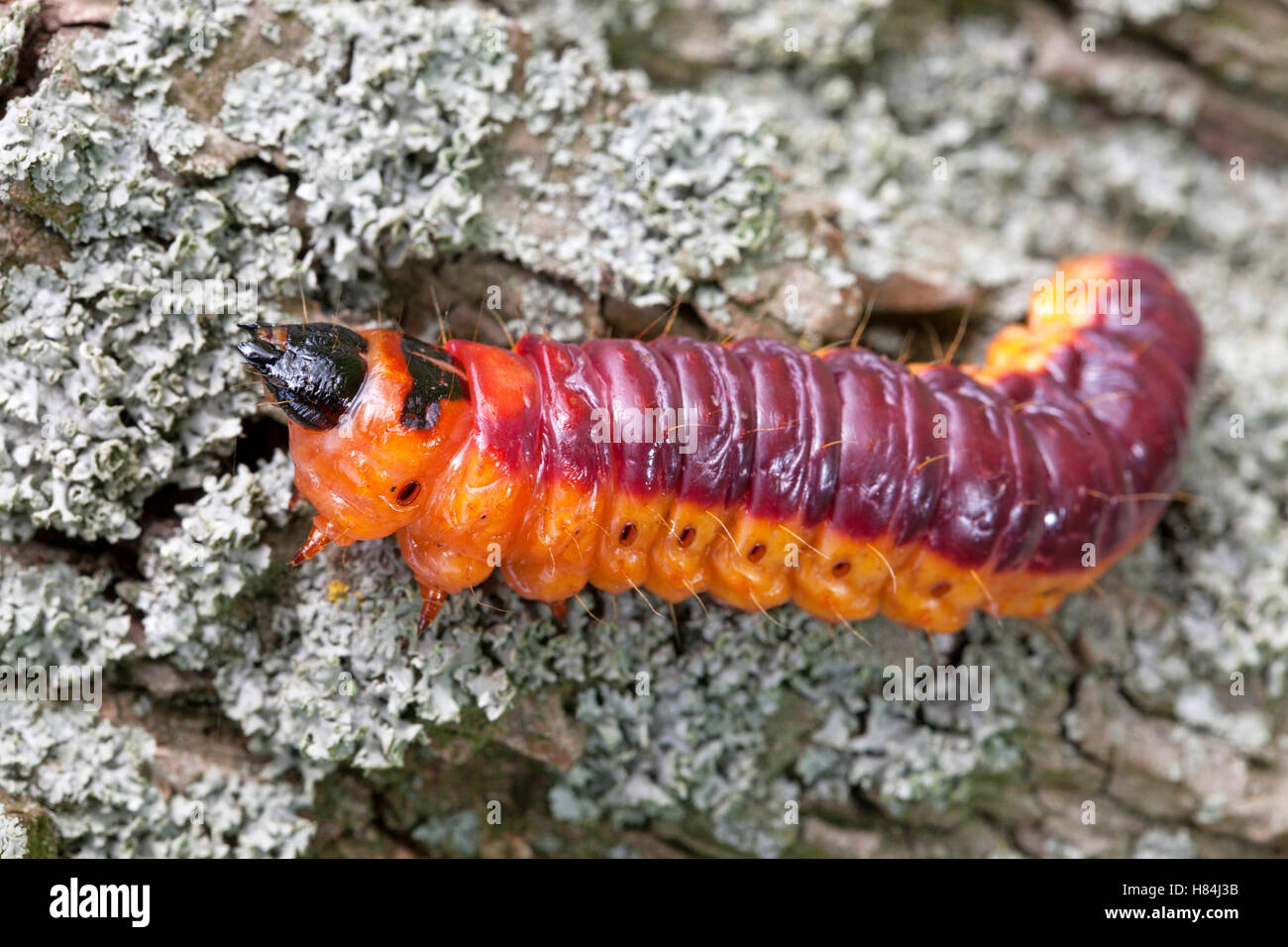 Goat Moth (Cossus cossus) caterpillar, Wijchen, Netherlands Stock Photo ...