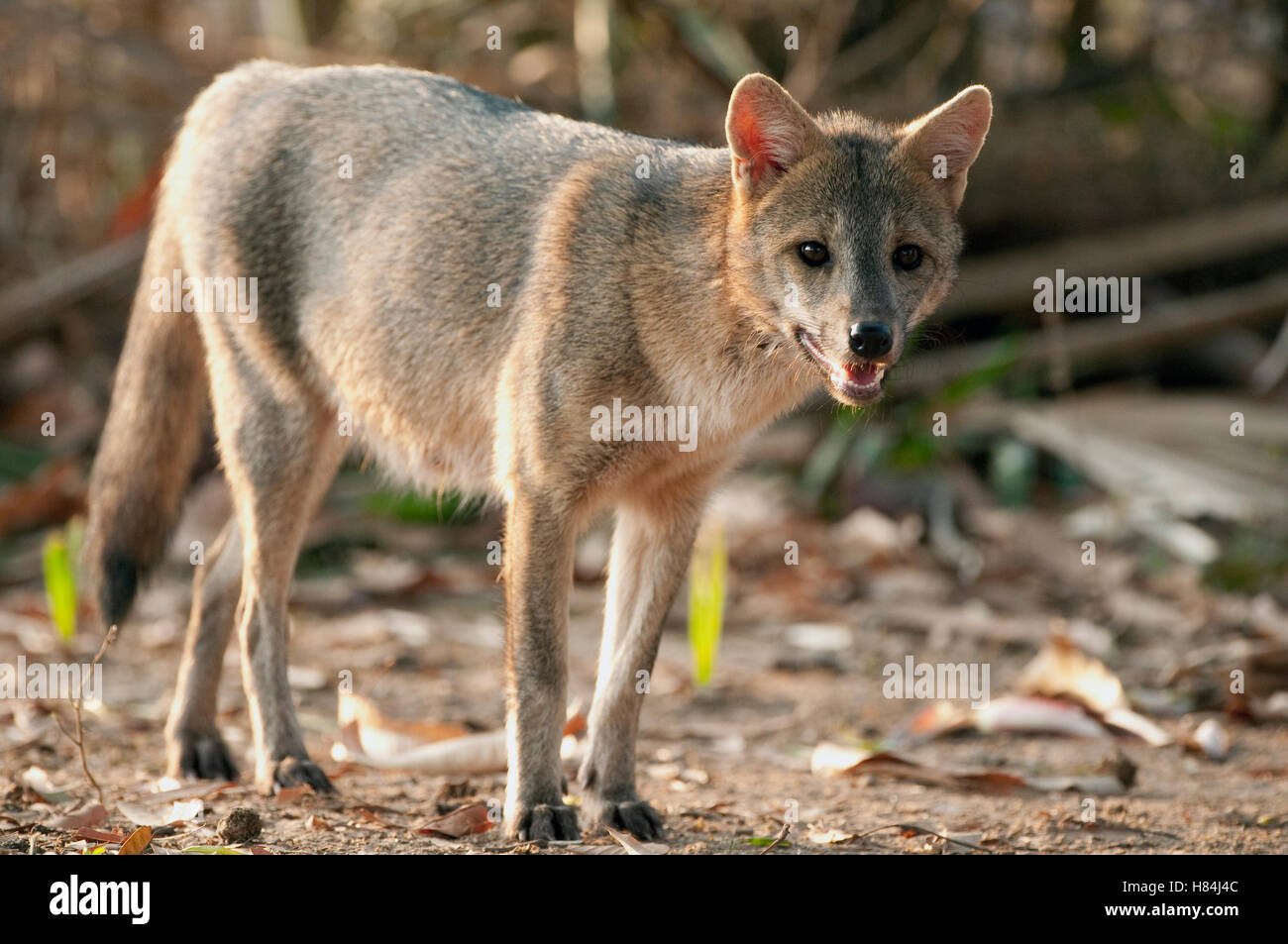 Crabeating Fox (Cerdocyon thous), Pouso Alegre, Brazil Stock Photo Alamy