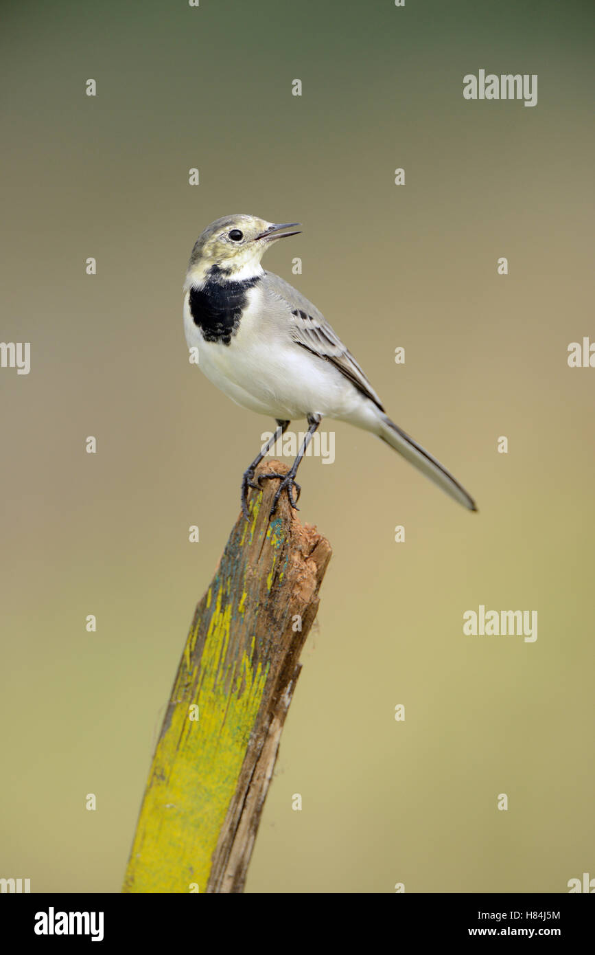 White Wagtail Motacilla Alba Netherlands Stock Photo Alamy white-wagtail-motacilla-alba-netherlands-stock-photo-alamy