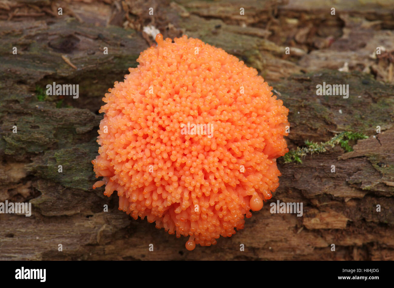 Plasmodial Slime Mold (Tubifera ferruginosa) plasmodium, Netherlands Stock Photo