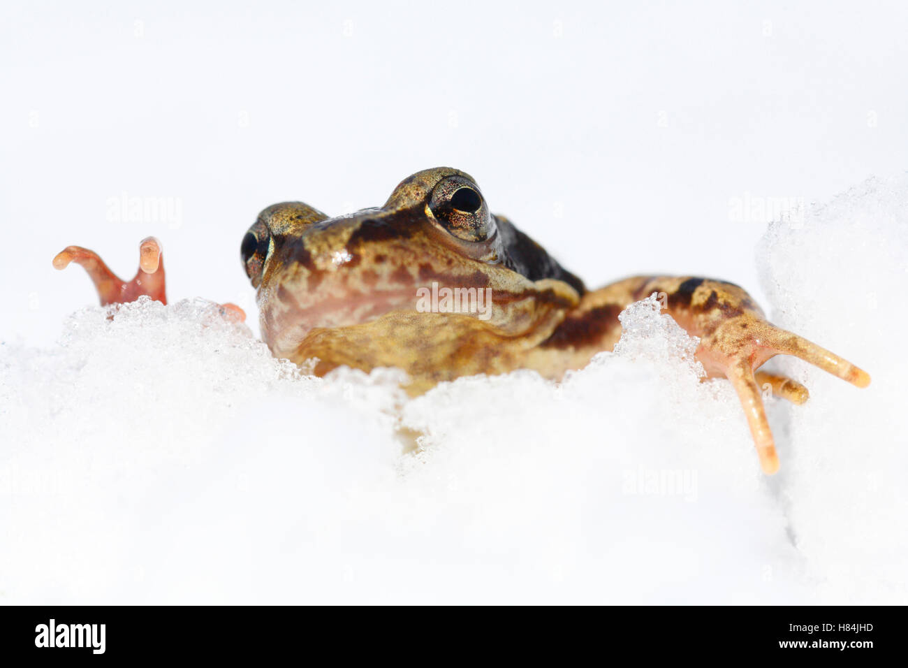 Frog In Snow Common Frog (Rana temporaria) in early snowfall, Lelystad, Netherlands ...