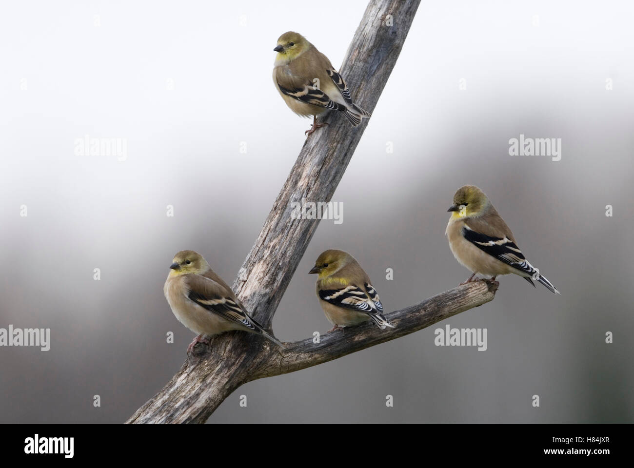 American Goldfinch (Carduelis tristis) group, Murillo, Canada Stock