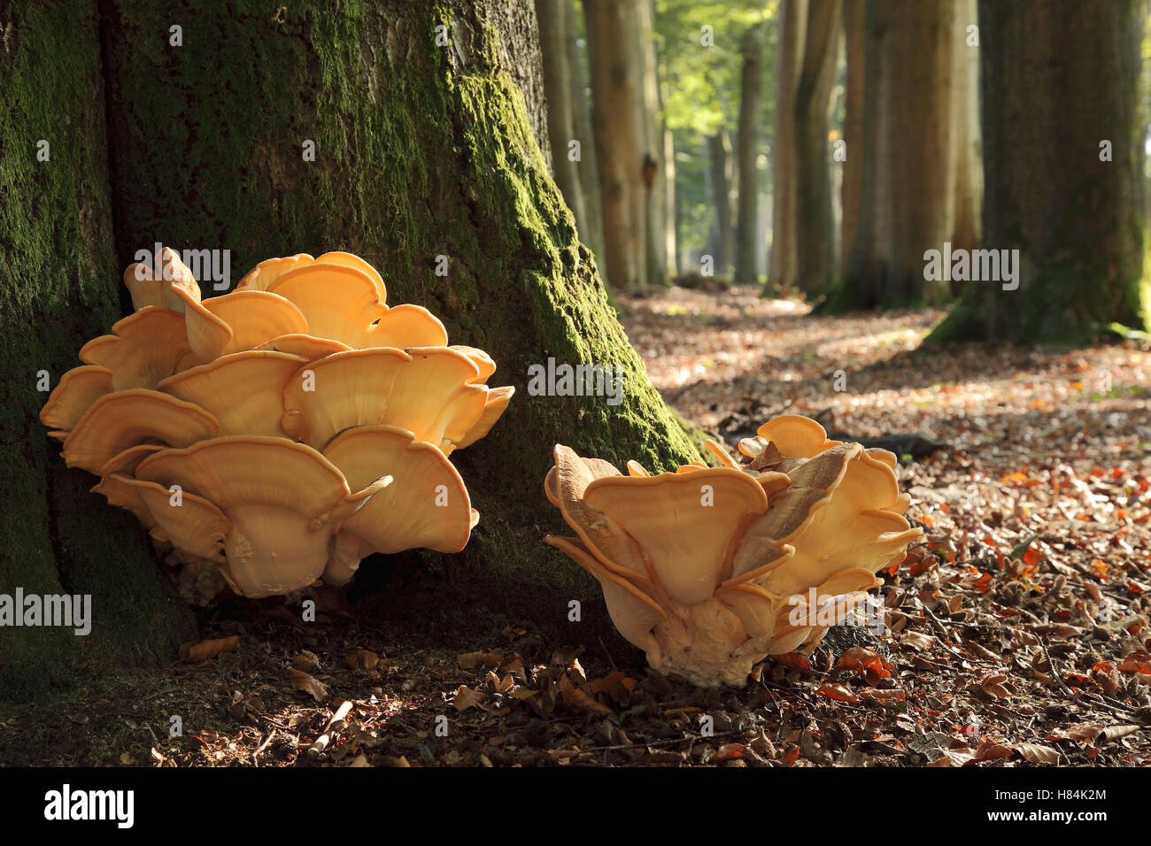 Mushroom (Meripilus giganteus) pair on tree trunk, Lochem, Netherlands ...