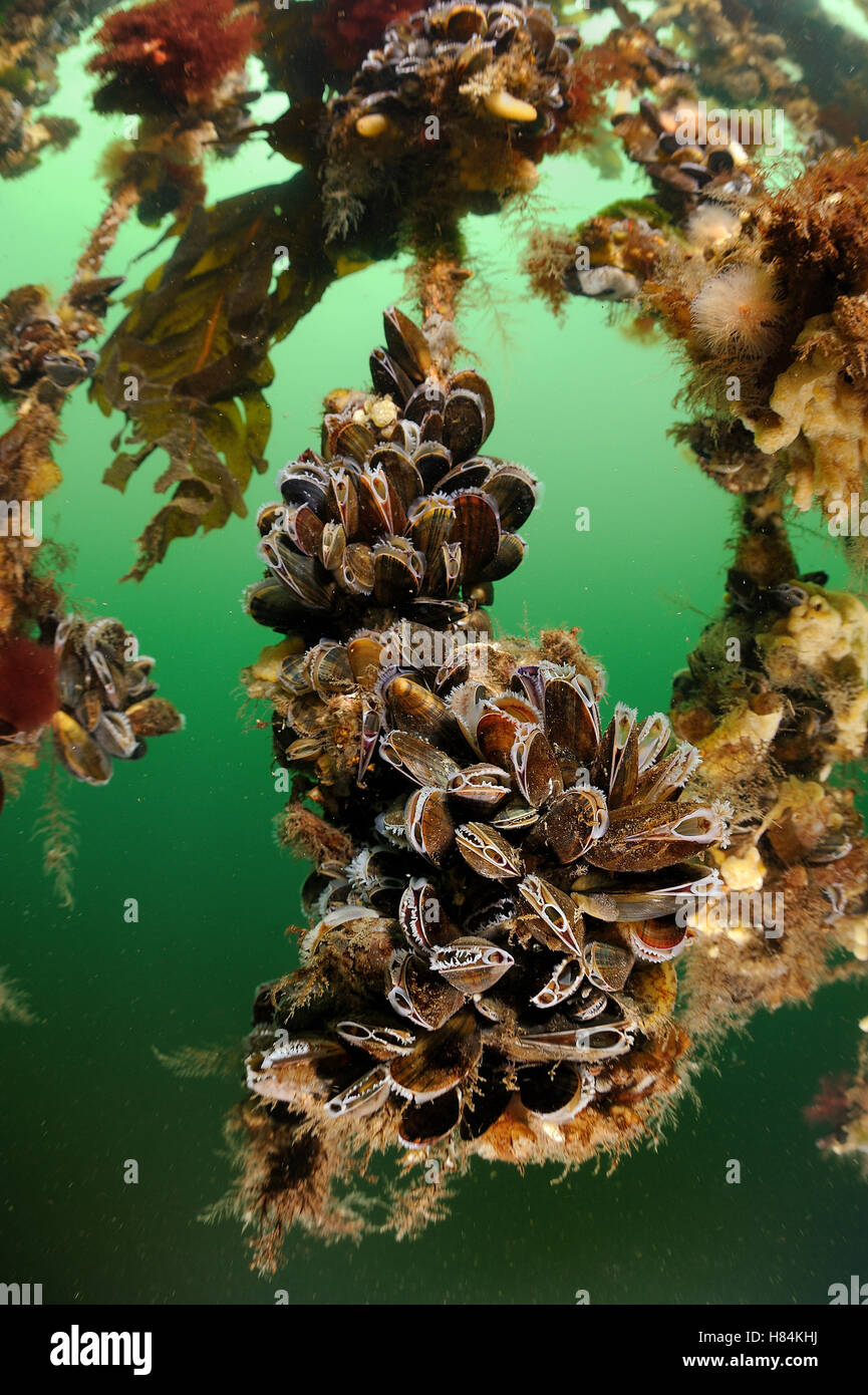 Blue Mussel (Mytilus edulis) cultures, Netherlands Stock Photo Alamy
