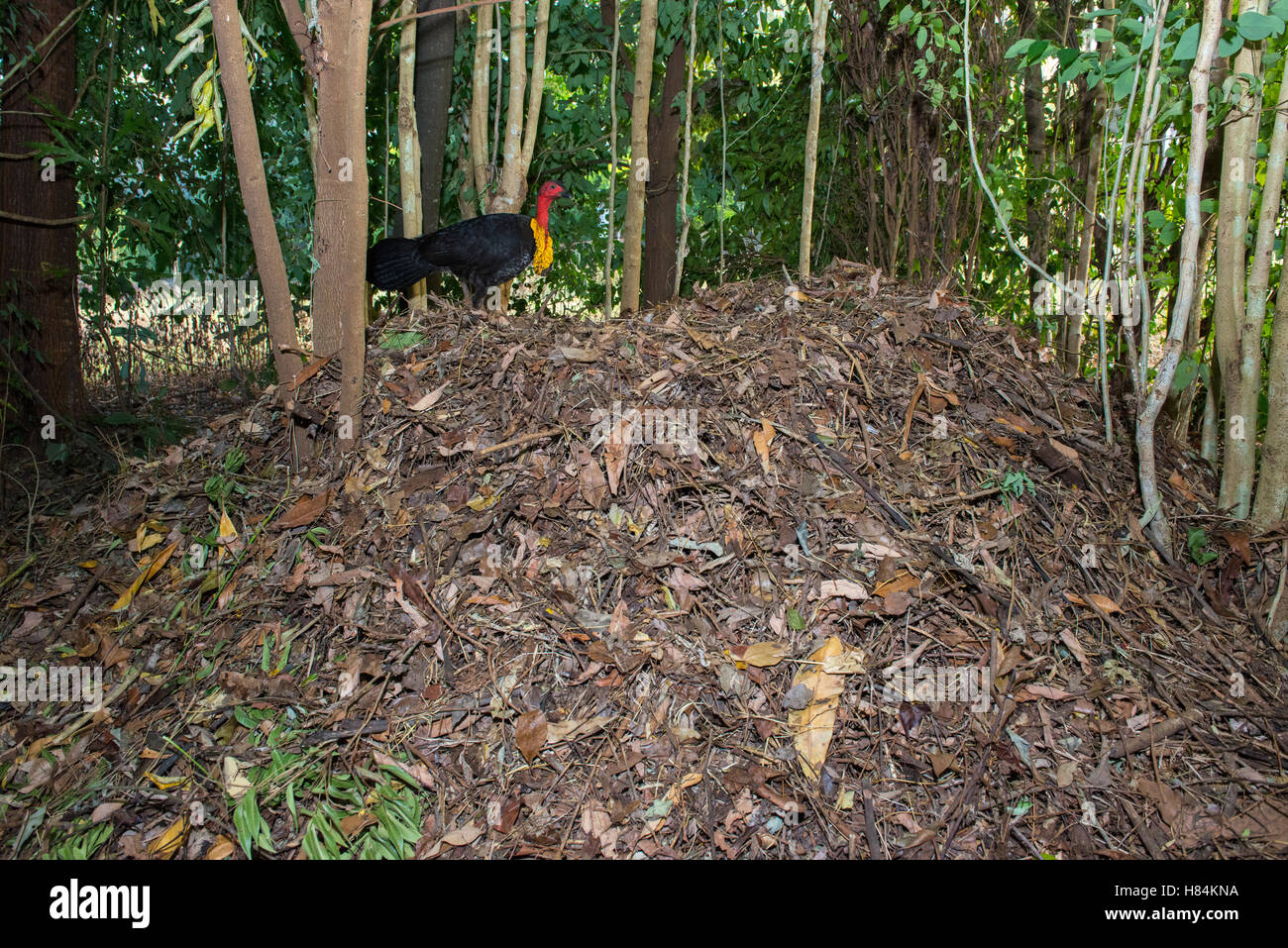 Australian Brush Turkey (Alectura lathami) male on mound, Atherton