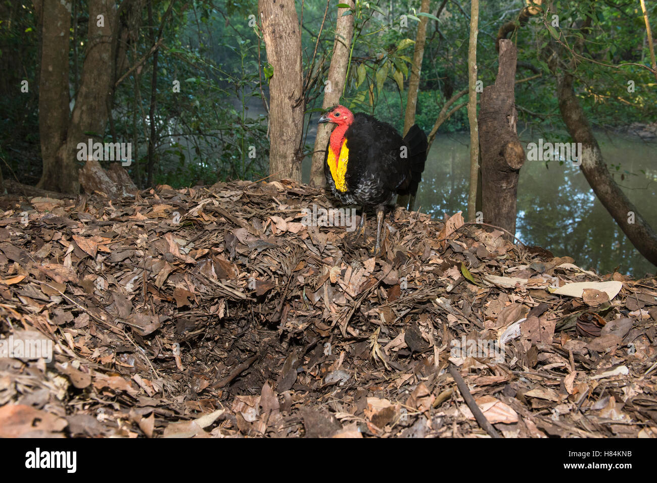 Australian Brush Turkey (Alectura lathami) male excavating hole to