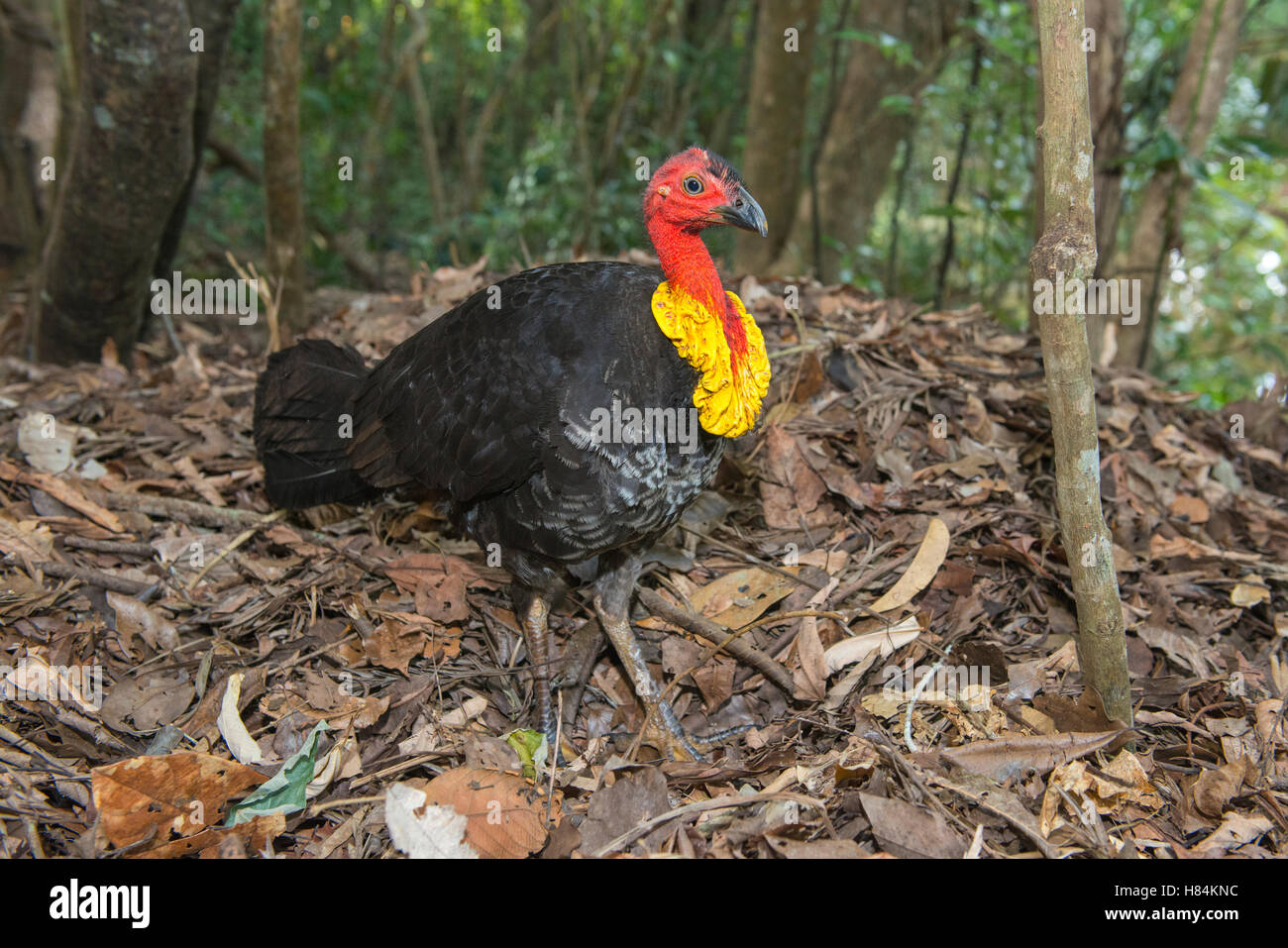 Australian Brush Turkey (Alectura lathami) male arranging leaves on