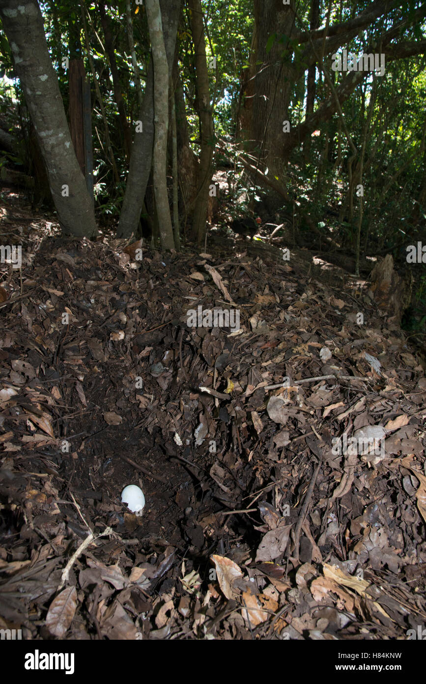 Australian Brush Turkey (Alectura lathami) egg in leaflitter mound