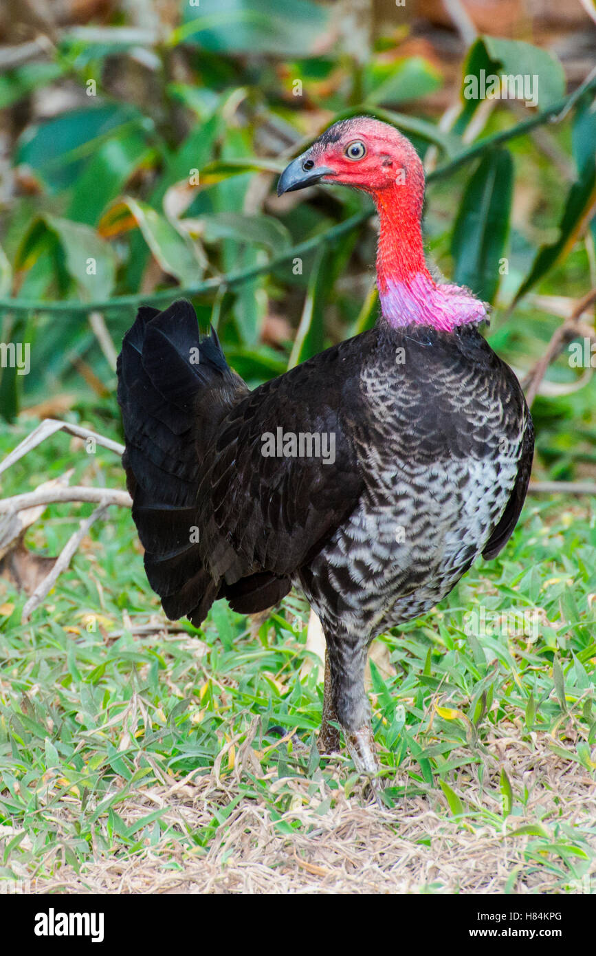 Australian Brush Turkey (Alectura lathami), Cape York Peninsula