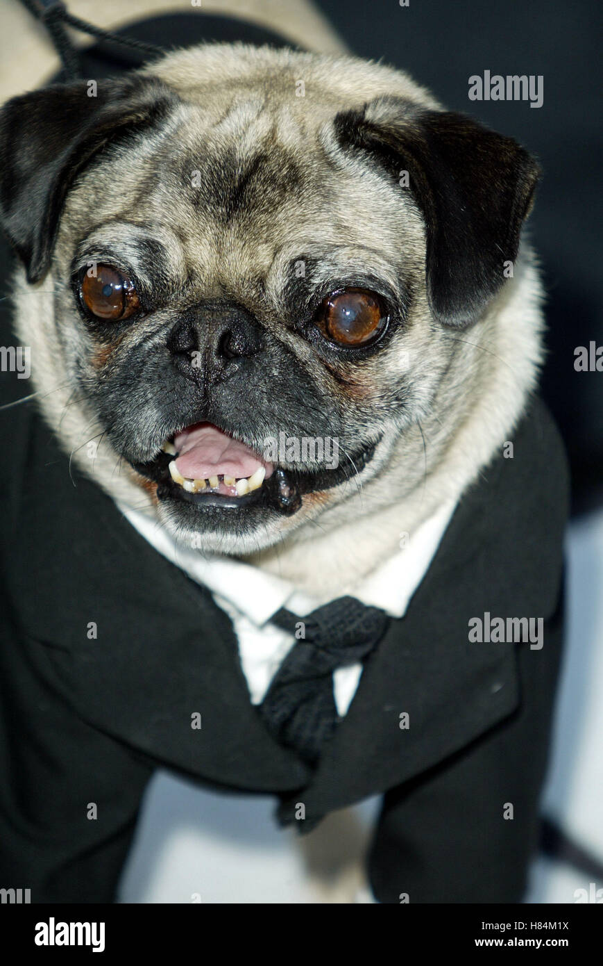 DOG THAT PLAYS FRANK IN MIB2 MEN IN BLACK II PREMIERE LOS ANGELES MANN  VILLAGE THEATRE WESTWOOD LOS ANGELES USA 26 June 200 Stock Photo - Alamy