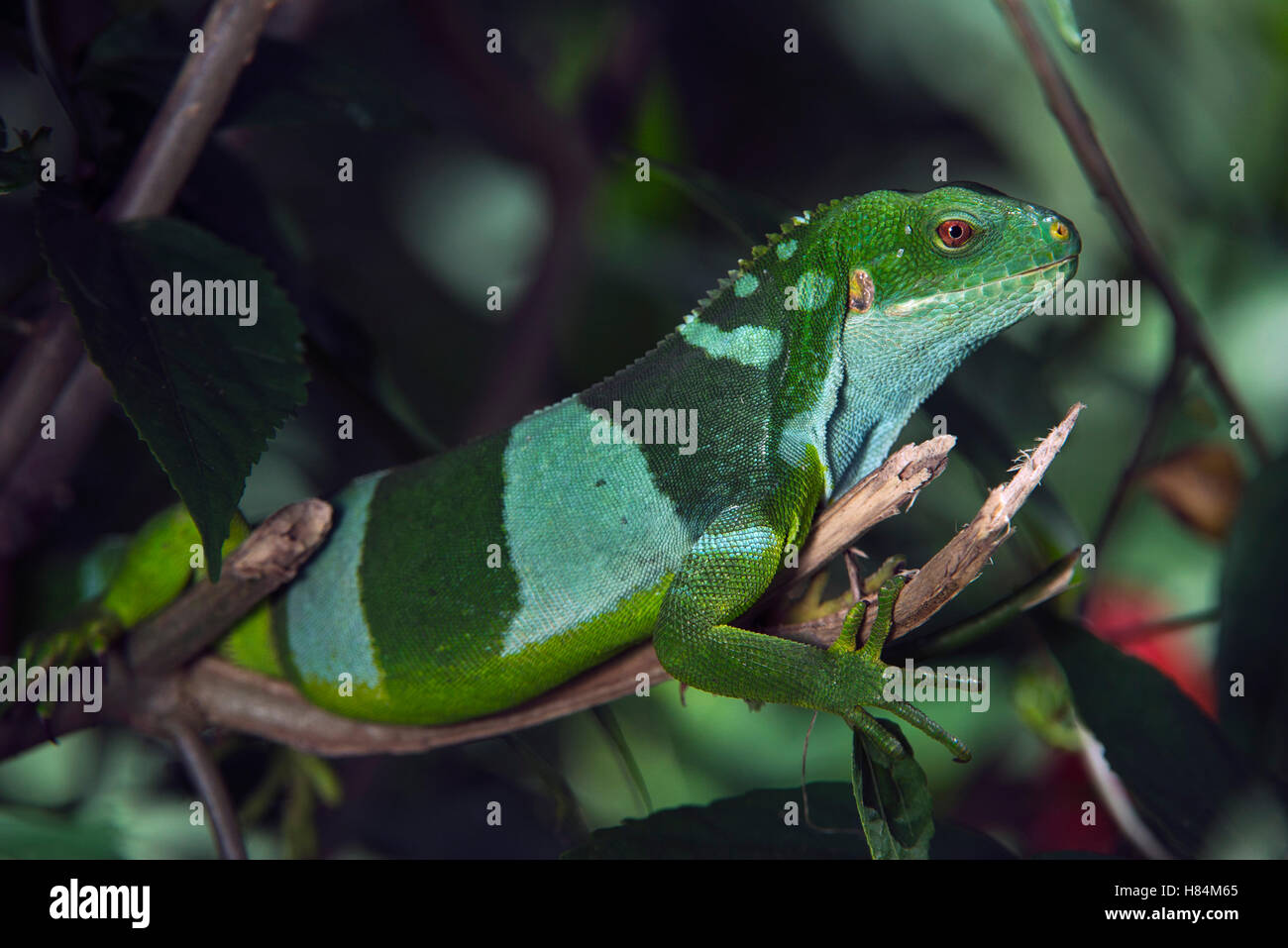 fiji-banded-iguana-brachylophus-fasciatus-fiji-stock-photo-alamy