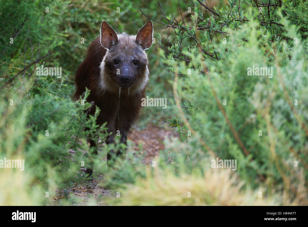 Brown Hyena (Hyaena brunnea), Khutse Game Reserve, Botswana Stock Photo