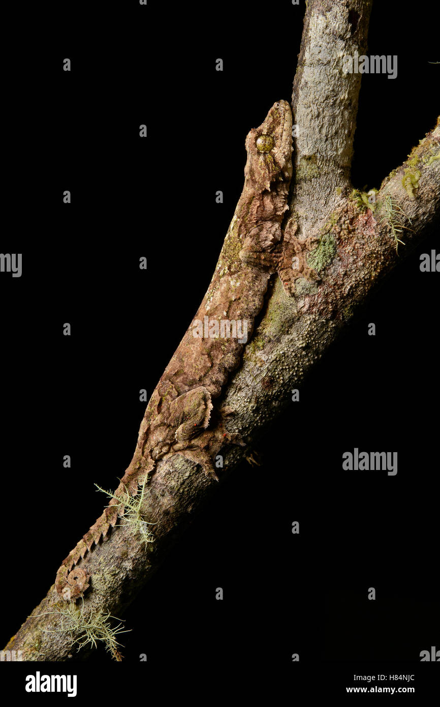Sabah Flying Gecko (Ptychozoon rhacophorus), Mount Kinabalu National