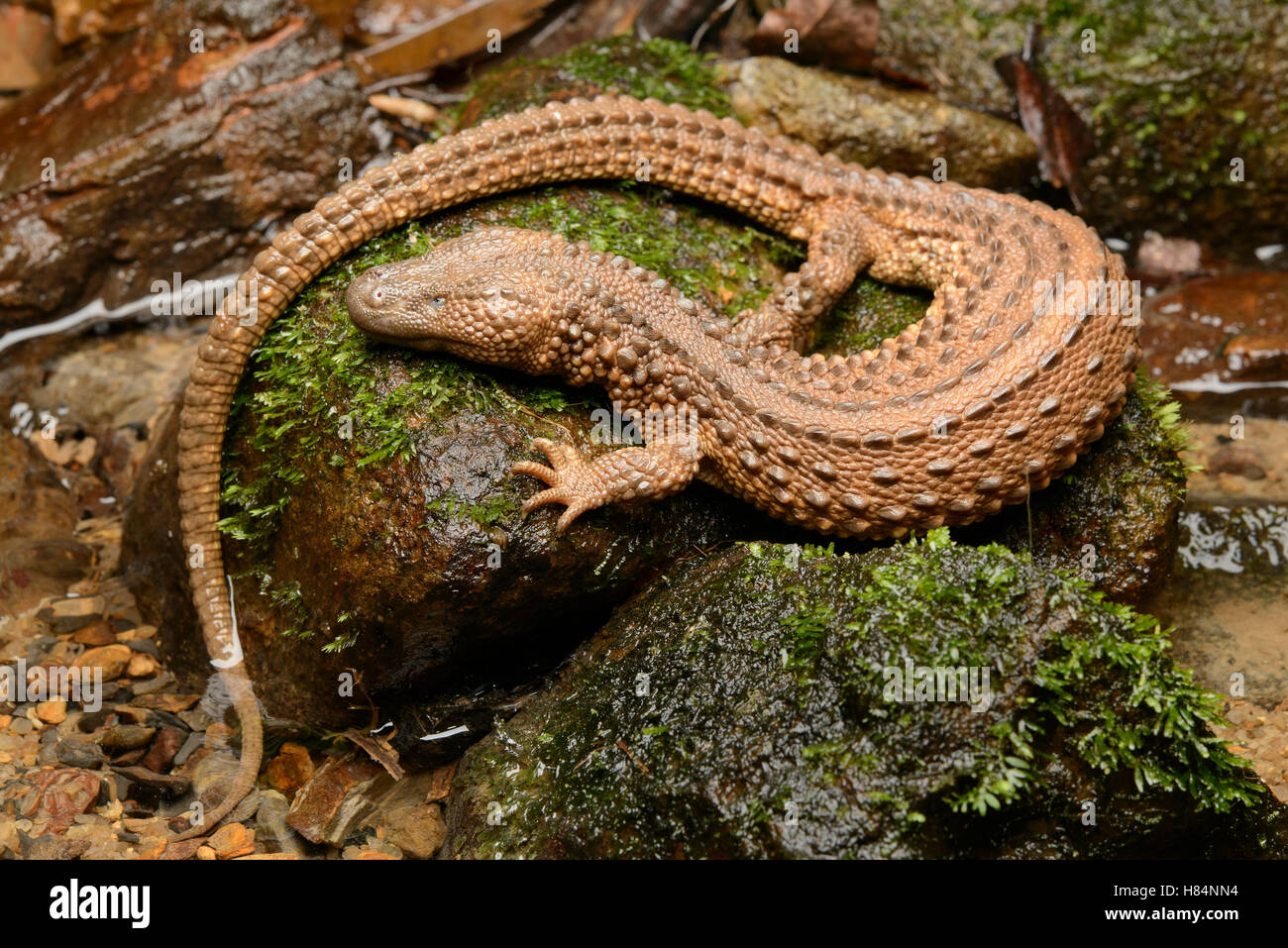 Earless Monitor Lizard (Lanthanotus borneensis), Malaysia Stock Photo Alamy