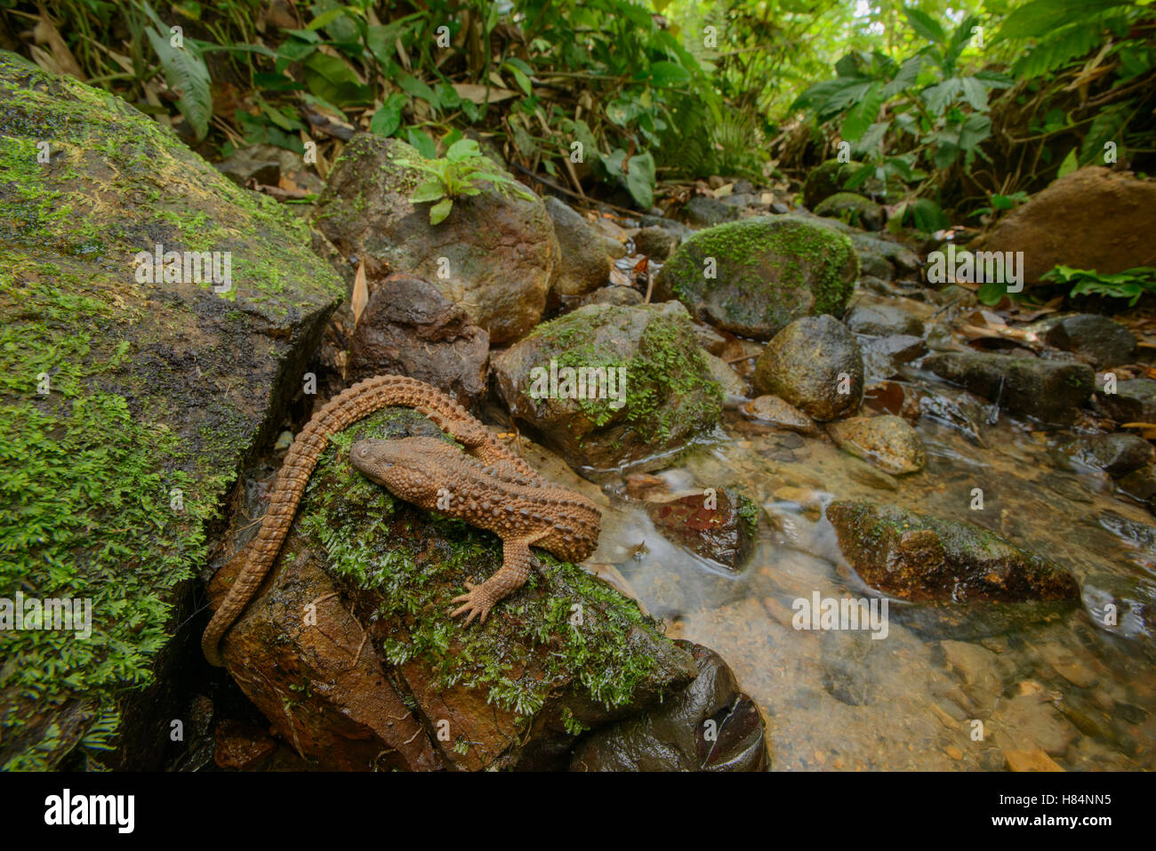 Earless Monitor Lizard (Lanthanotus borneensis), Malaysia Stock Photo