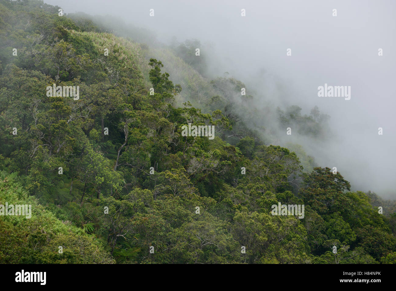 Montane forest near the summit, Gunung Kiematabu, Tidore, Indonesia Stock Photo