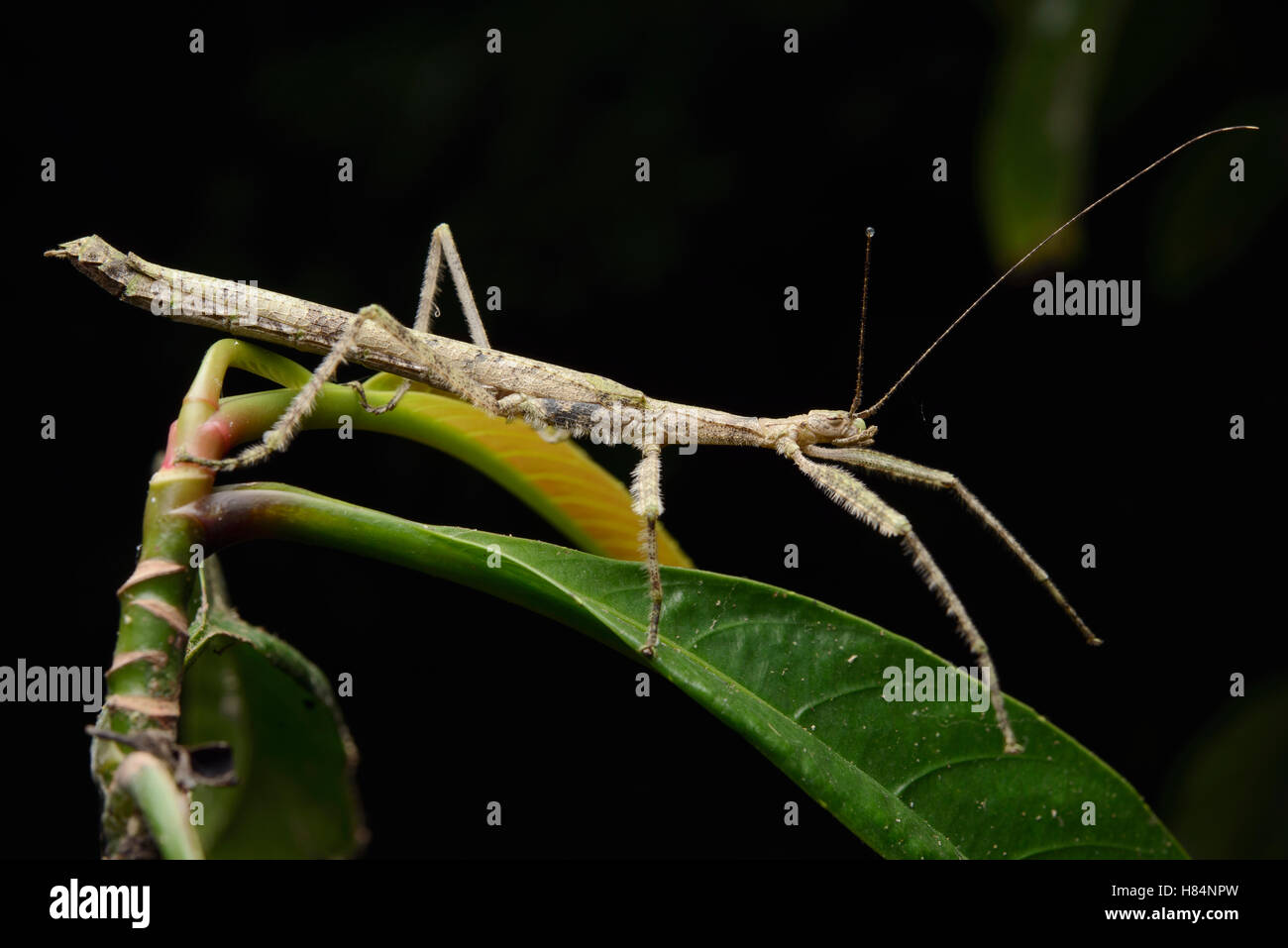 Stick Insect (Neoclides simyra), Nanga Sumpa, Batang Ai National Park ...