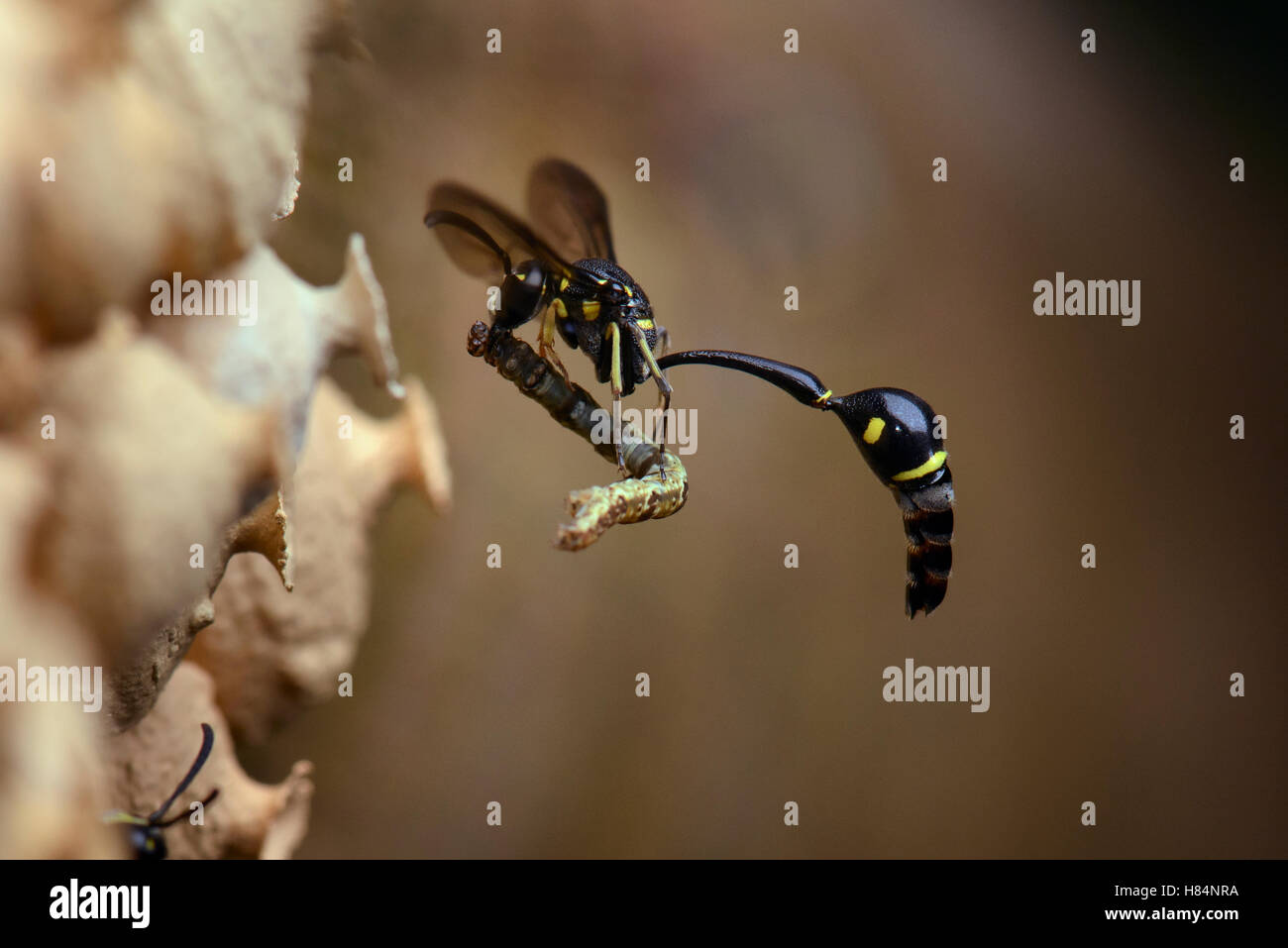Potter Wasp (Eumenes sp) carrying a caterpillar to its hive, Kasai