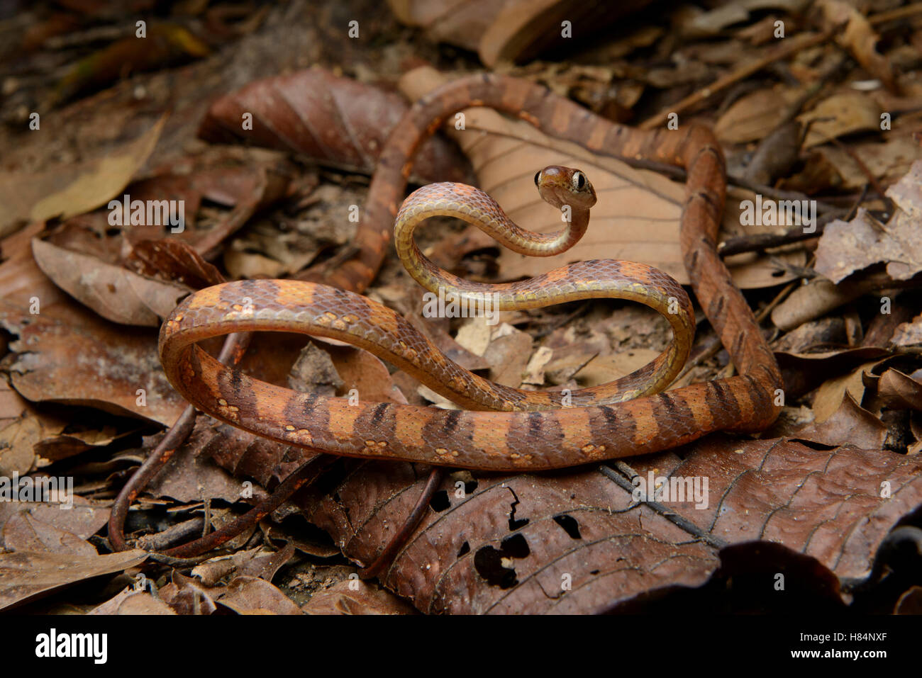 White-spotted Cat Snake (Boiga drapiezii) camouflaged against leaf litter, Danum Valley Field Centre, Borneo, Malaysia Stock Photo