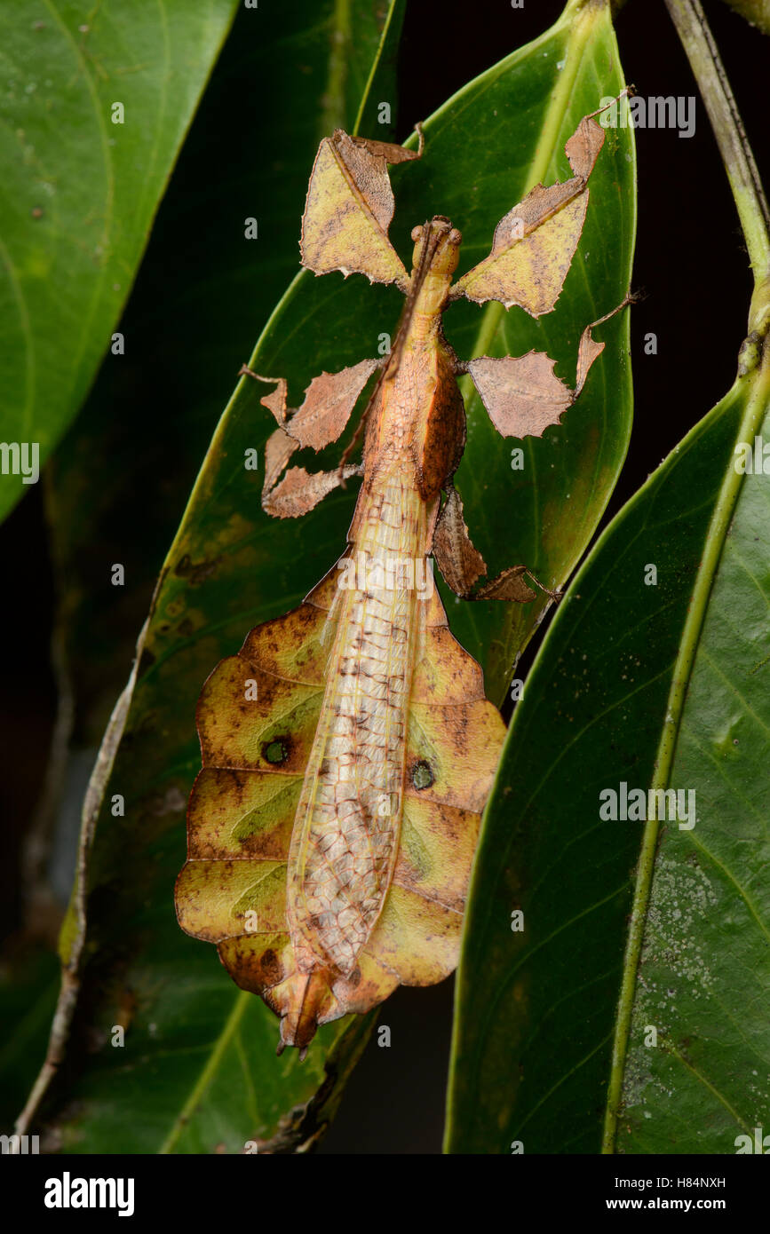 Leaf Insect (Phyllium sp) males have fully developed wings, smaller bodies and are capable of flight, Danum Valley Field Stock Photo
