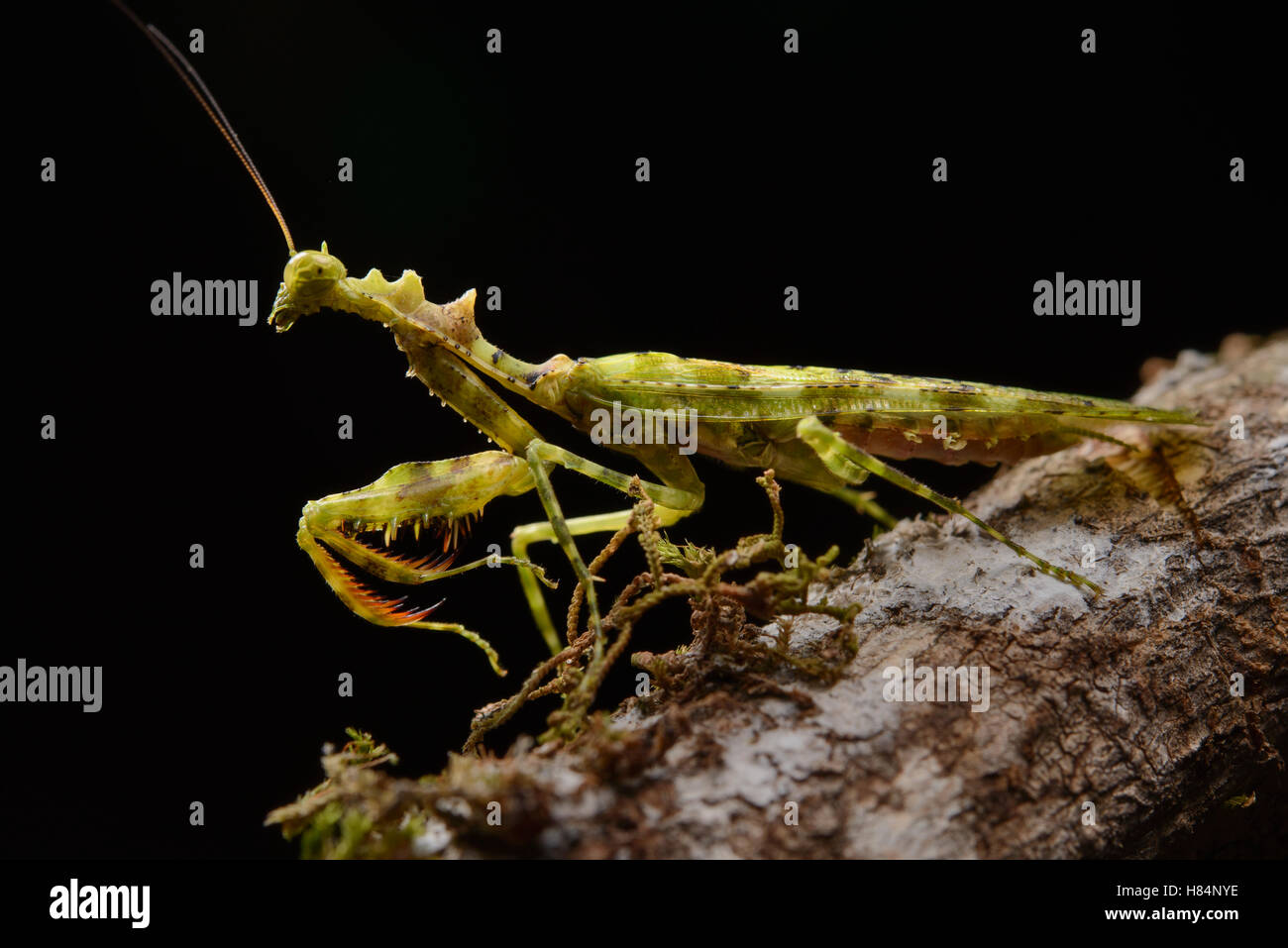 Mantis (Mantodea), Danum Valley Field Centre, Borneo, Malaysia Stock Photo