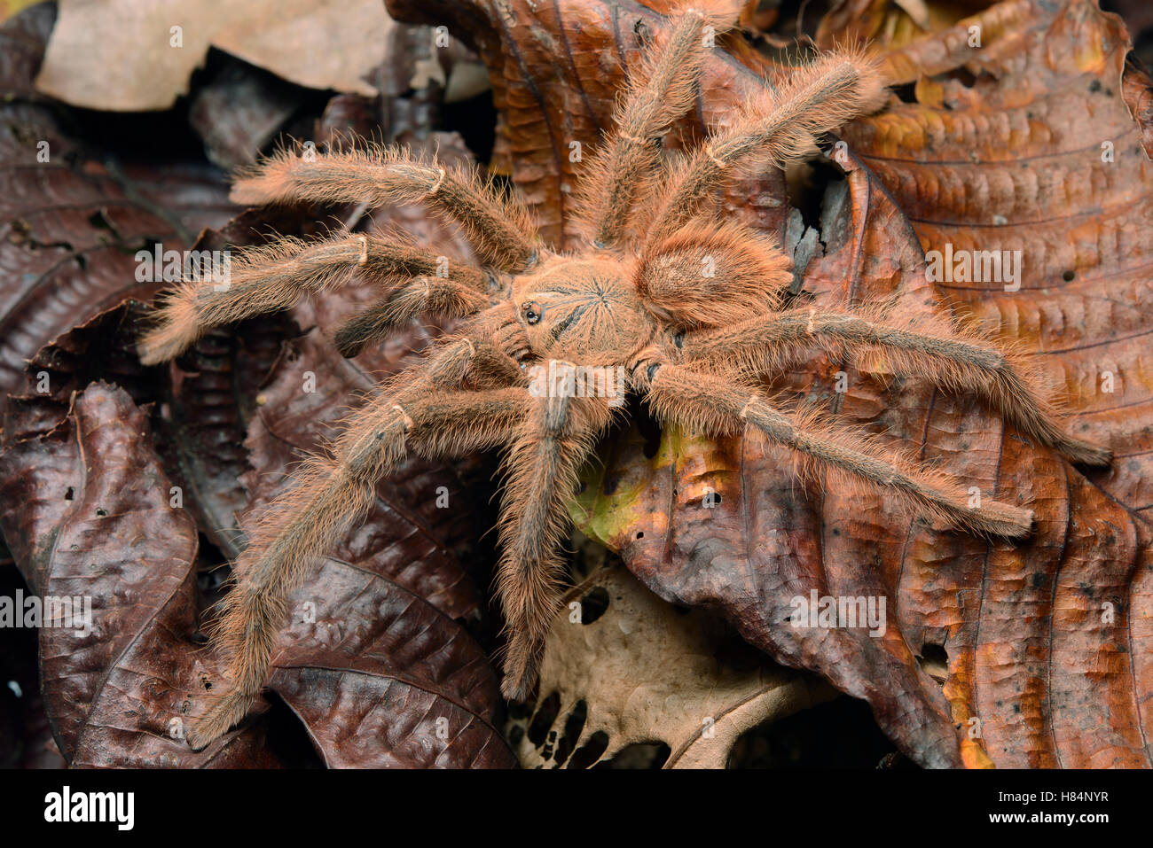 Tarantula (Phormingochilus sp) male on leaf litter, Danum Valley Field Centre, Borneo, Malaysia Stock Photo