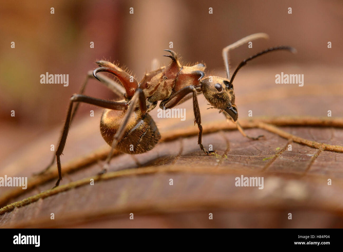 Ant (Polyrhachis ypsilon), Danum Valley Field Centre, Borneo, Malaysia Stock Photo
