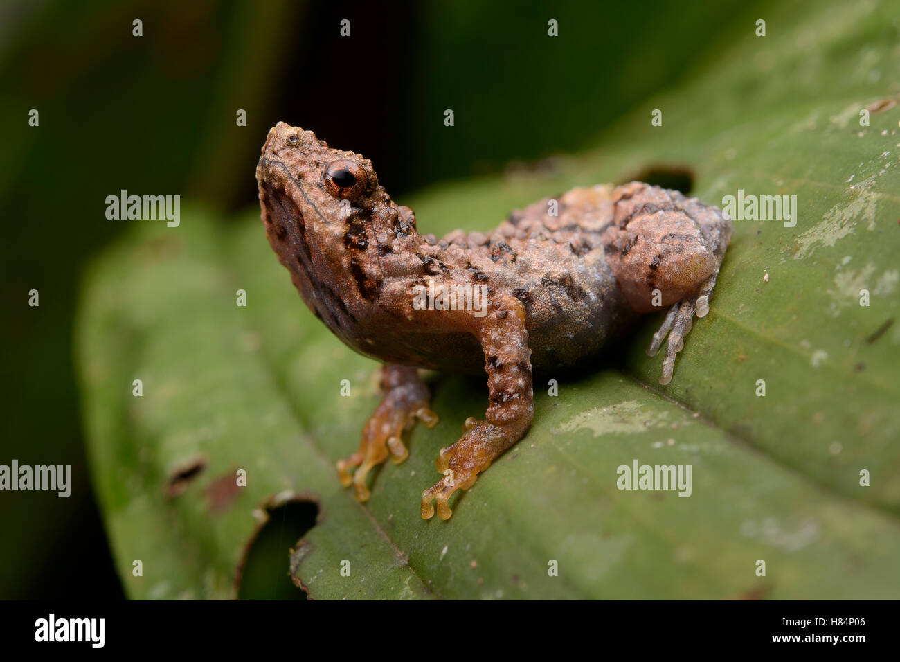 Bornean Tree-hole Frog (Metaphrynella sundana) juvenile, Danum Valley Field Centre, Borneo, Malaysia Stock Photo