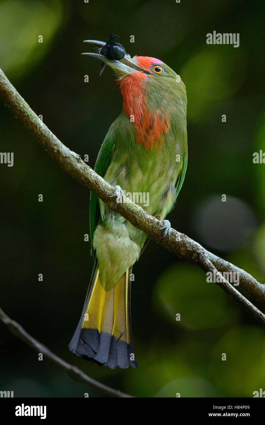 Red-bearded Bee-eater (Nyctyornis amictus), Danum Valley Field Centre, Borneo, Malaysia Stock Photo