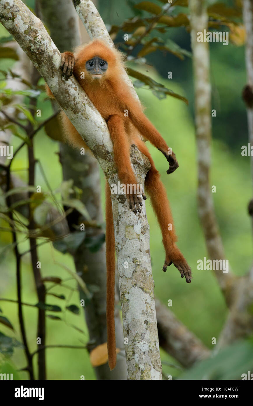 Red Leaf Monkey (Presbytis rubicunda), Danum Valley Field Centre, Borneo, Malaysia Stock Photo