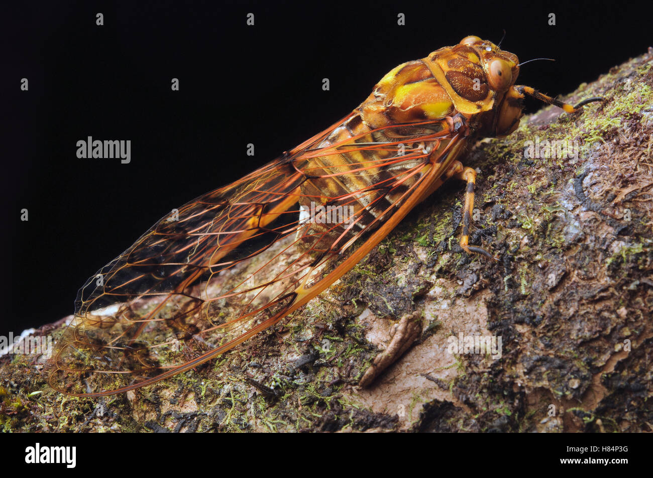 Cicada (Cicadoidea), Malaysia Stock Photo Alamy