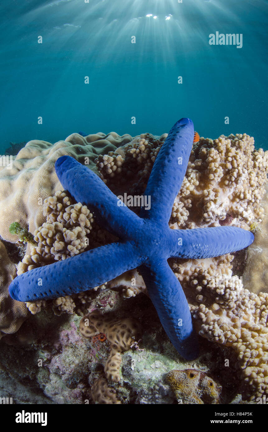 Blue Sea Star (Linckia laevigata), Fiji Stock Photo - Alamy