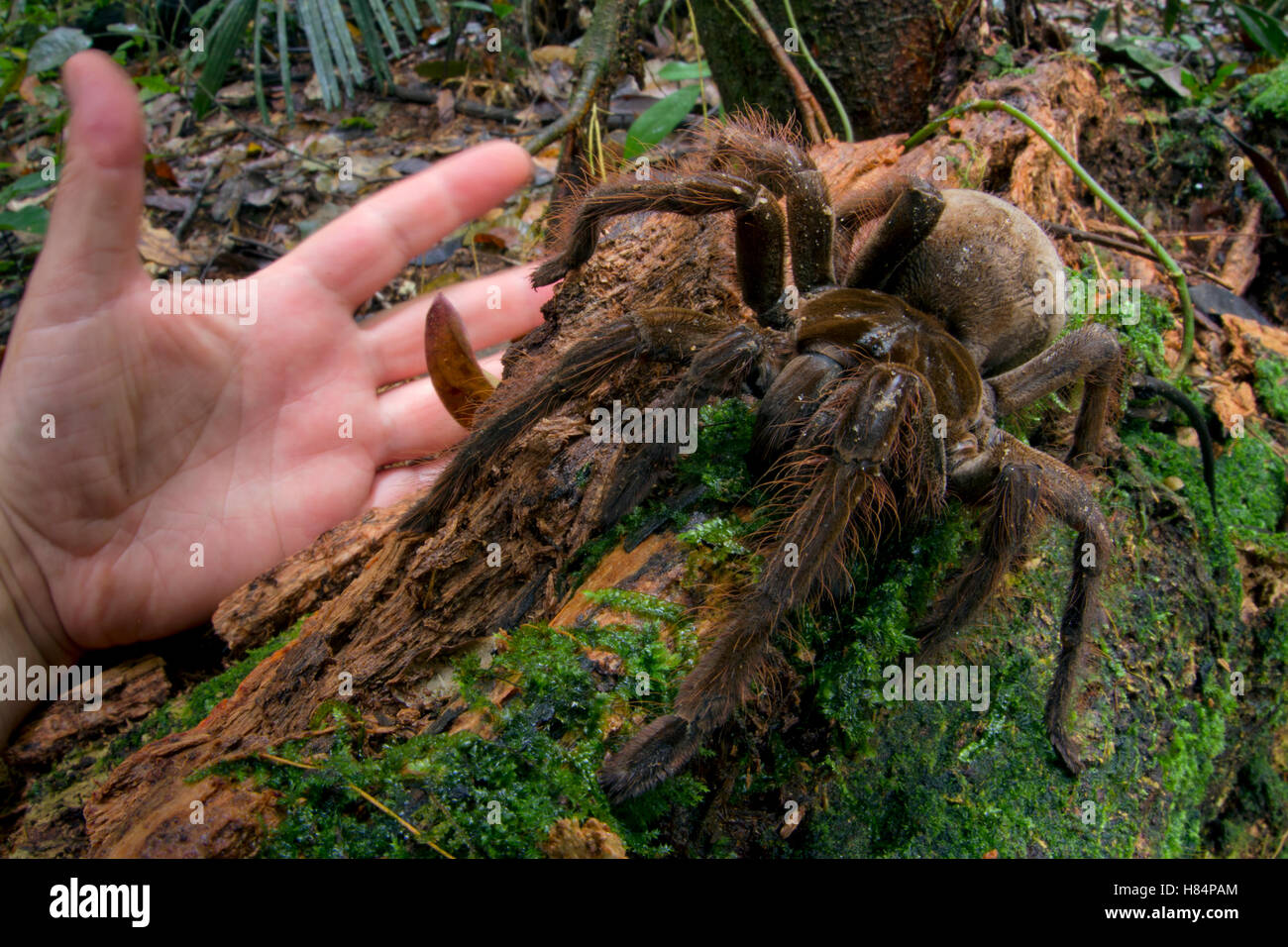 Goliath Tarantula Theraphosa Blondi