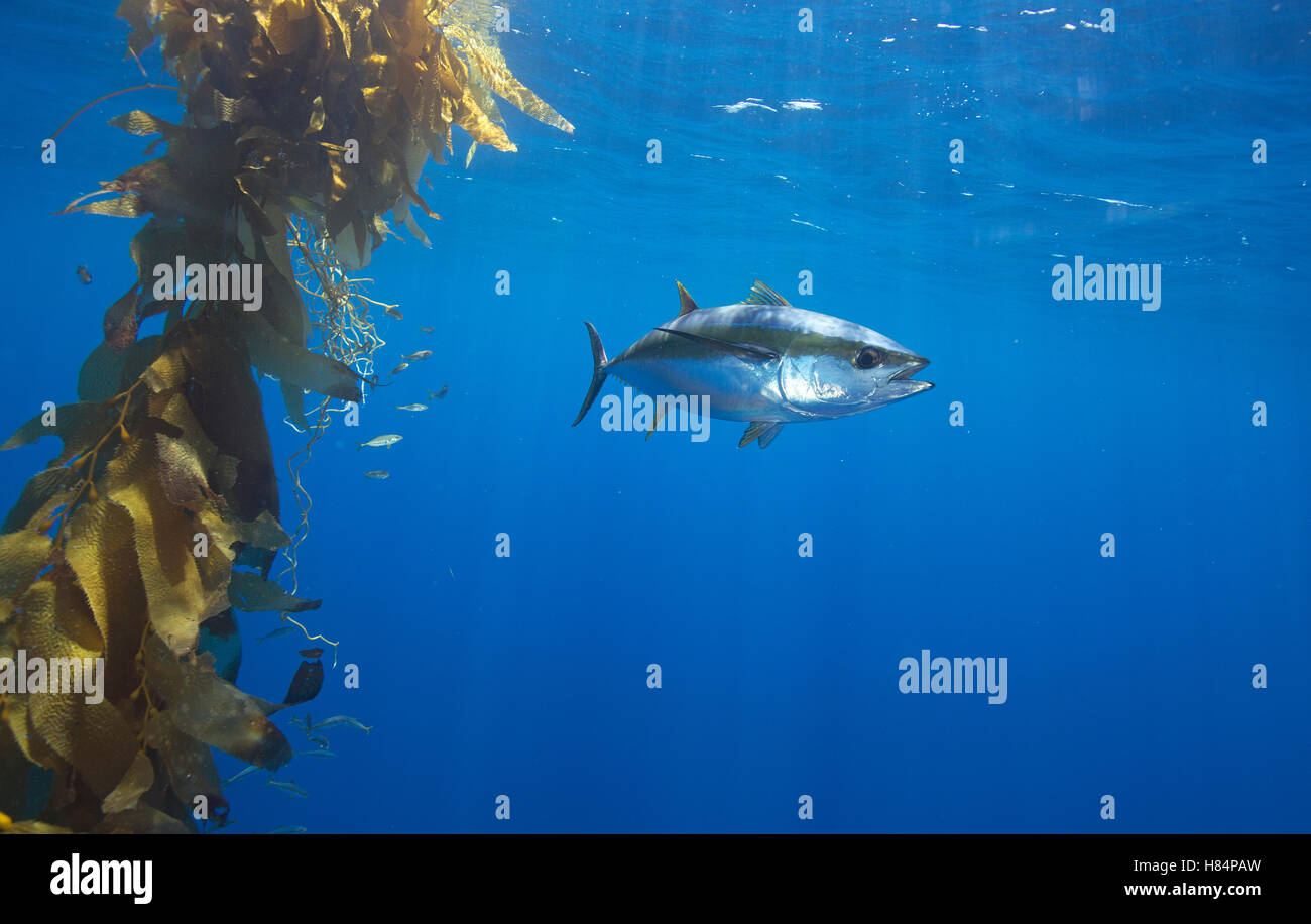 Yellowfin Tuna (Thunnus albacares) and juvenile California Yellowtail