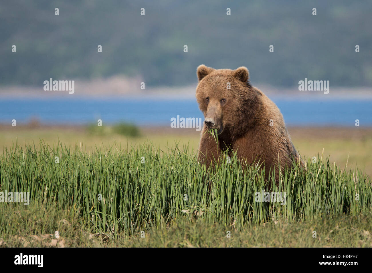 Brown Bear (Ursus arctos) eating sedge grass, Katmai National Park, Alaska Stock Photo