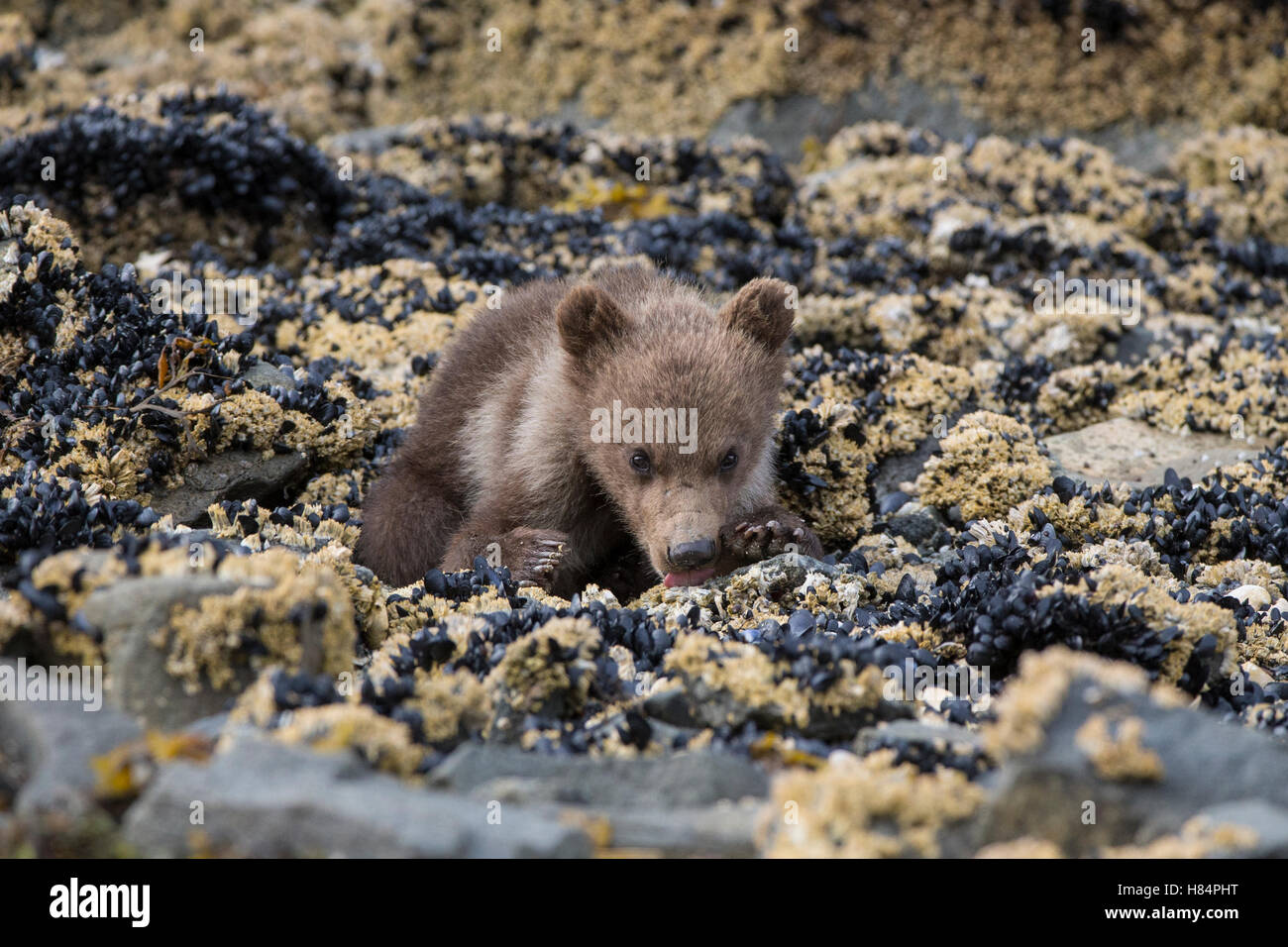 Brown Bear (Ursus arctos), cub laying on barnacles and mussels, Katmai ...