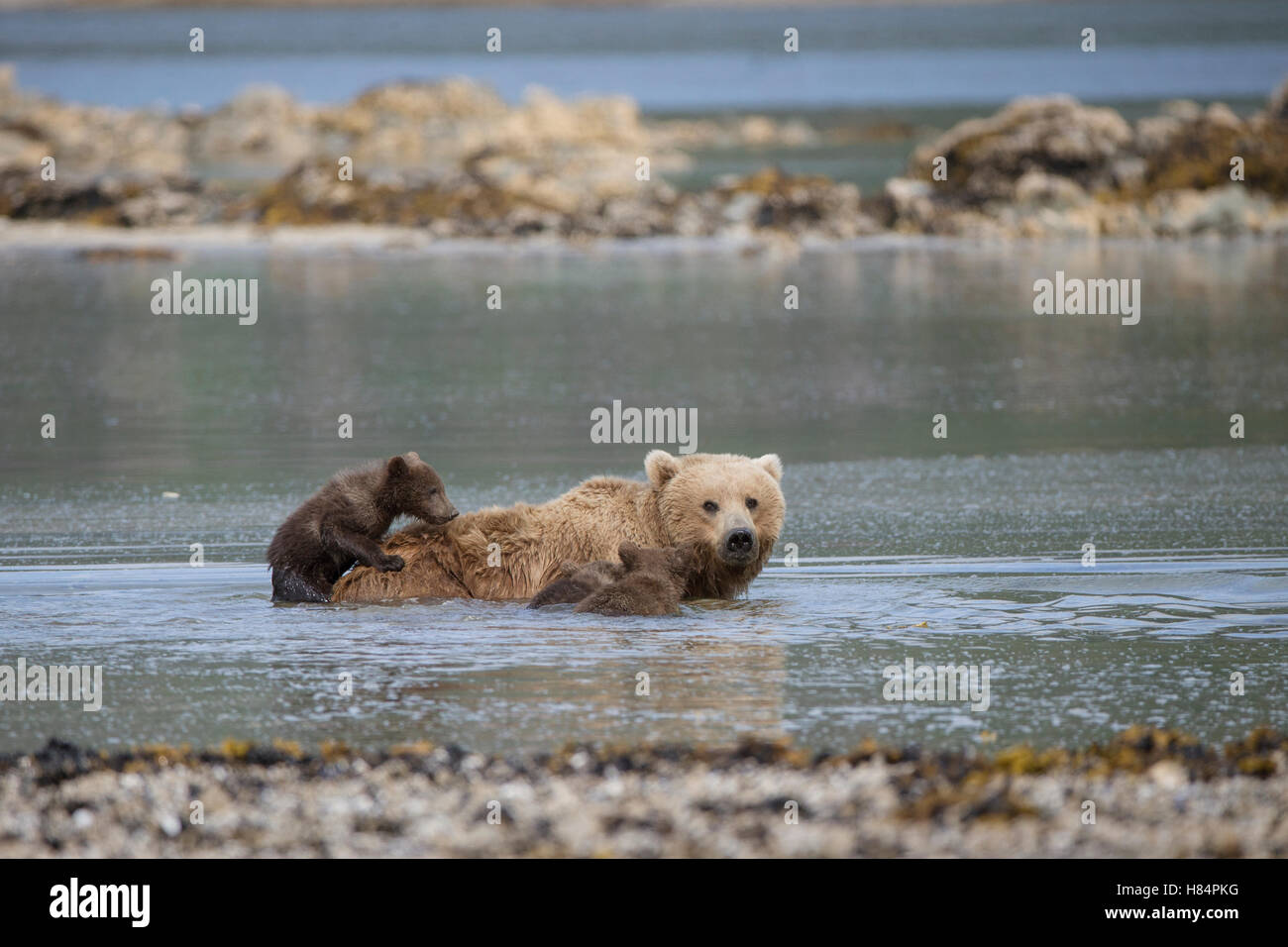 Brown Bear (Ursus arctos) cub climbing on mother's back as she cools ...