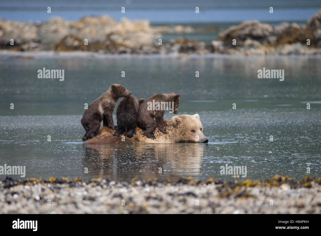 Brown Bear (Ursus arctos) cub climbing on mother's back as she cools ...