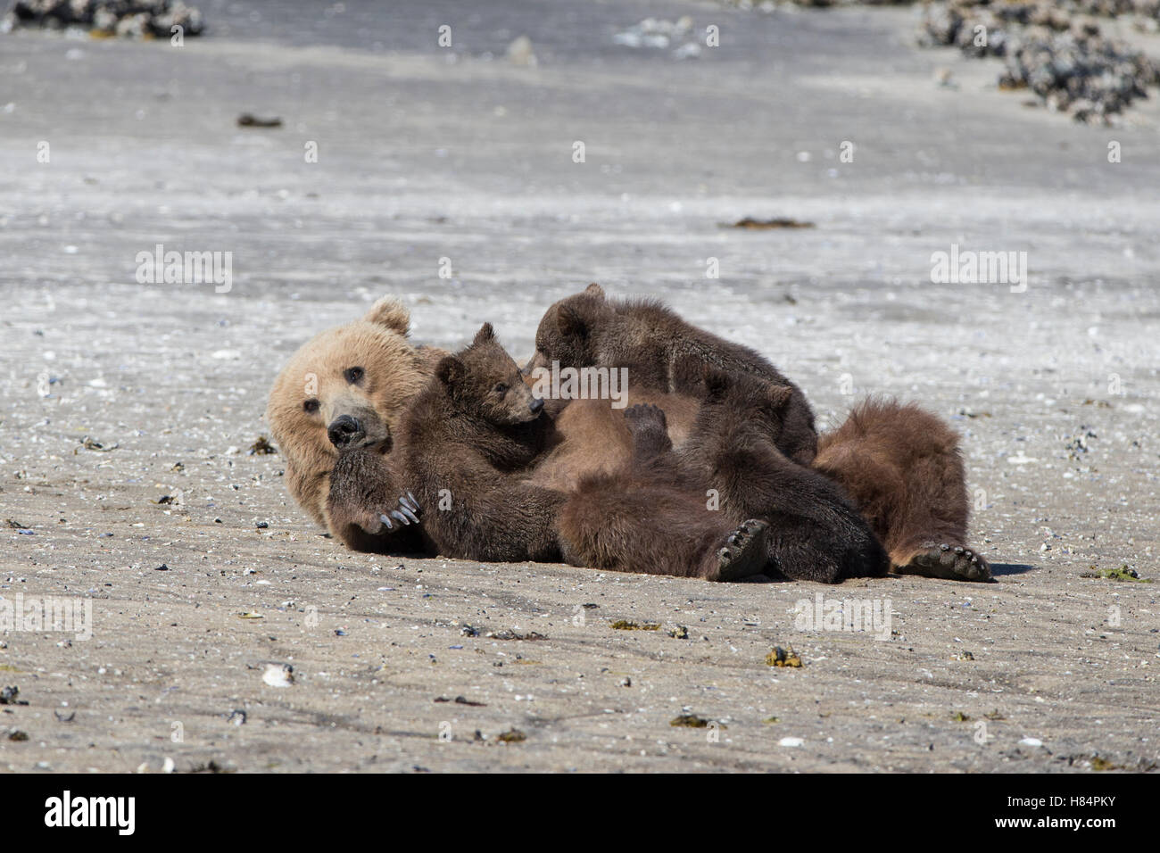 Brown Bear (Ursus arctos) mother nursing three cubs on beach, Katmai ...
