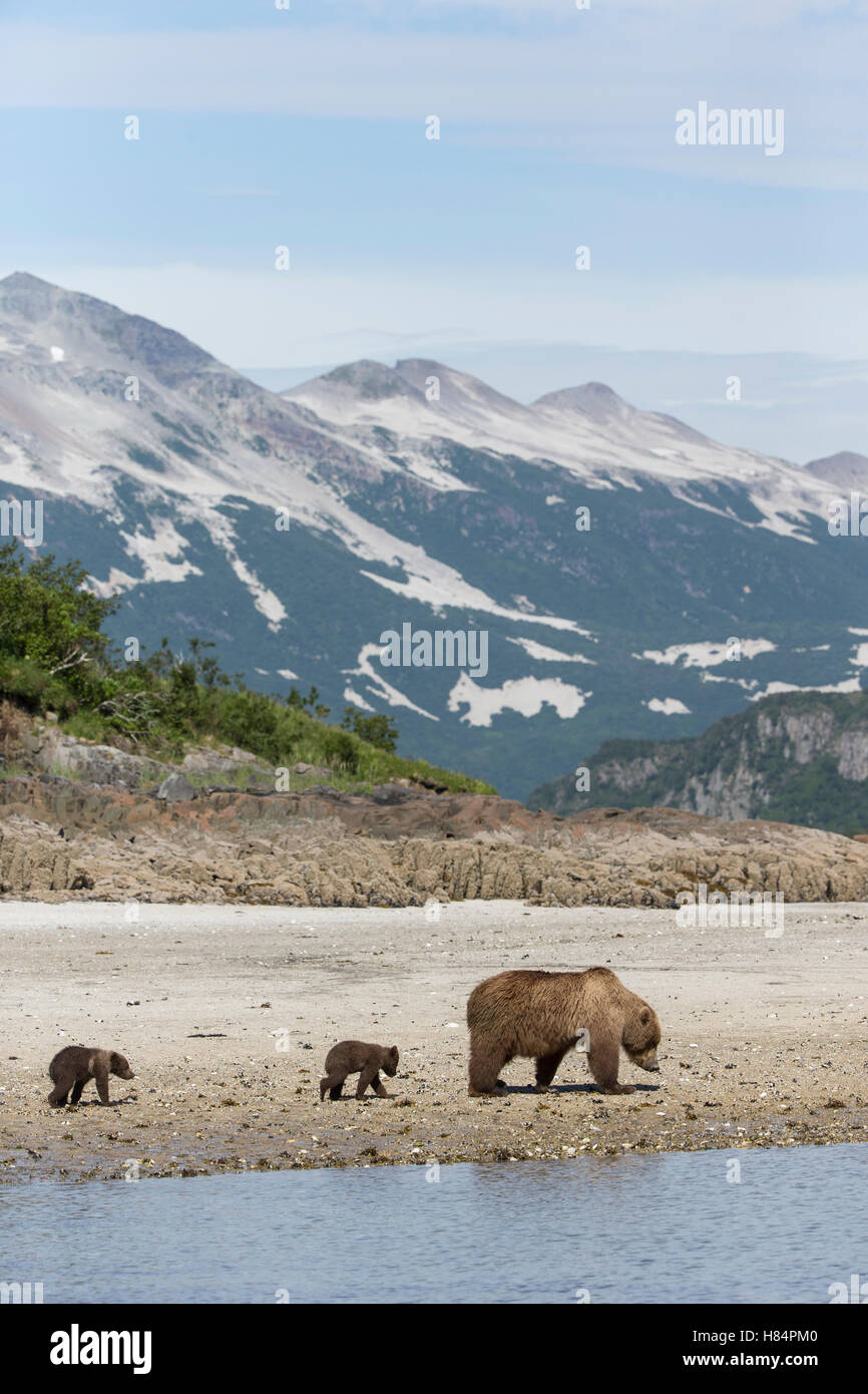 Brown Bear (Ursus arctos) mother and cubs on beach, Katmai National ...
