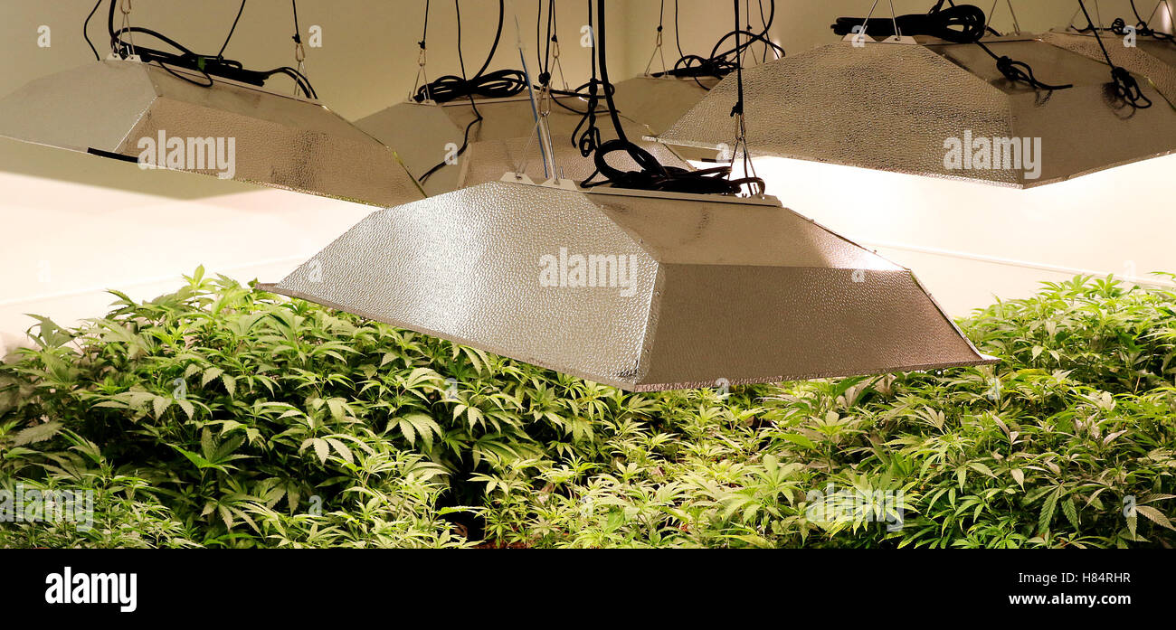 Freeport, Iowa, USA. 13th Sep, 2016. Specific lighting, temperature and humidity conditions are used in each room for the specific stage of development of the plants at In Grown Farms LLC medical marijuana grow house near Freeport, Illinois. © Kevin E. Schmidt/Quad-City Times/ZUMA Wire/Alamy Live News Stock Photo