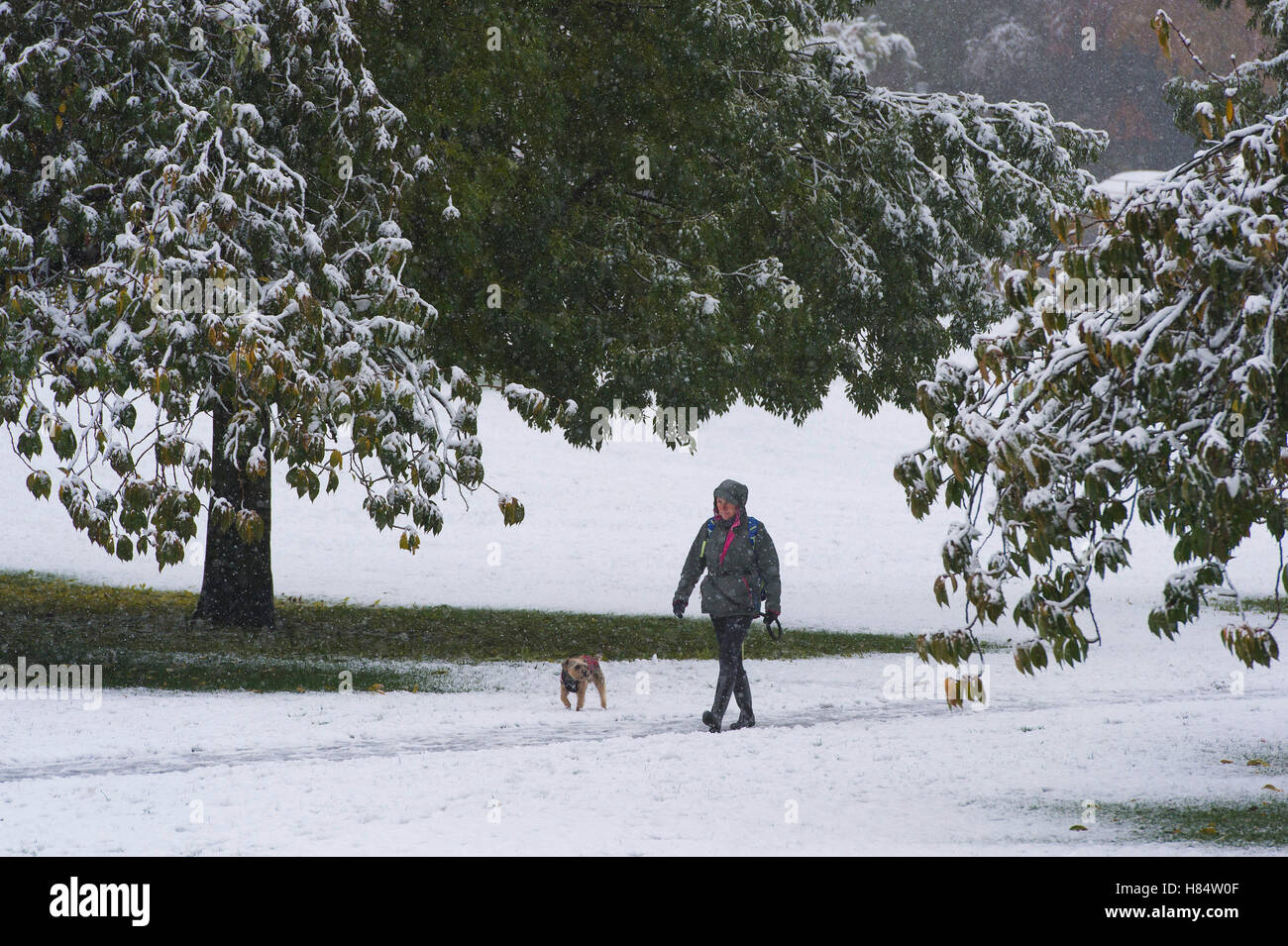 Riverside Gardens, Ilkley, West Yorkshire, UK. 9th November 2016. Lone dog walker in waterproofs, wellies and with hood up, braves the elements in the park, after Ilkley's first snowfall of 2016. Credit:  Ian Lamond/Alamy Live News Stock Photo