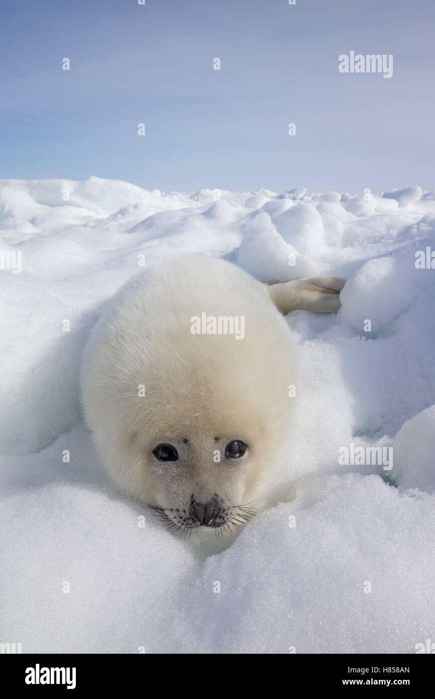 Harp Seal Phoca Groenlandicus Pup On Ice Magdalen Islands Gulf Of harp-seal-phoca-groenlandicus-pup-on-ice-magdalen-islands-gulf-of