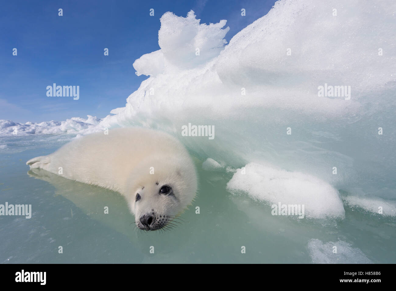 Harp Seal (Phoca groenlandicus) pup on ice, Magdalen Islands, Gulf of ...