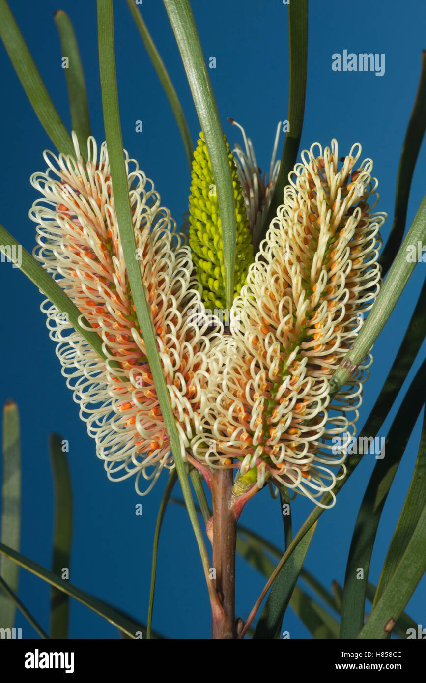 Grevillea (Grevillea sp) flowers, Western Australia, Australia Stock
